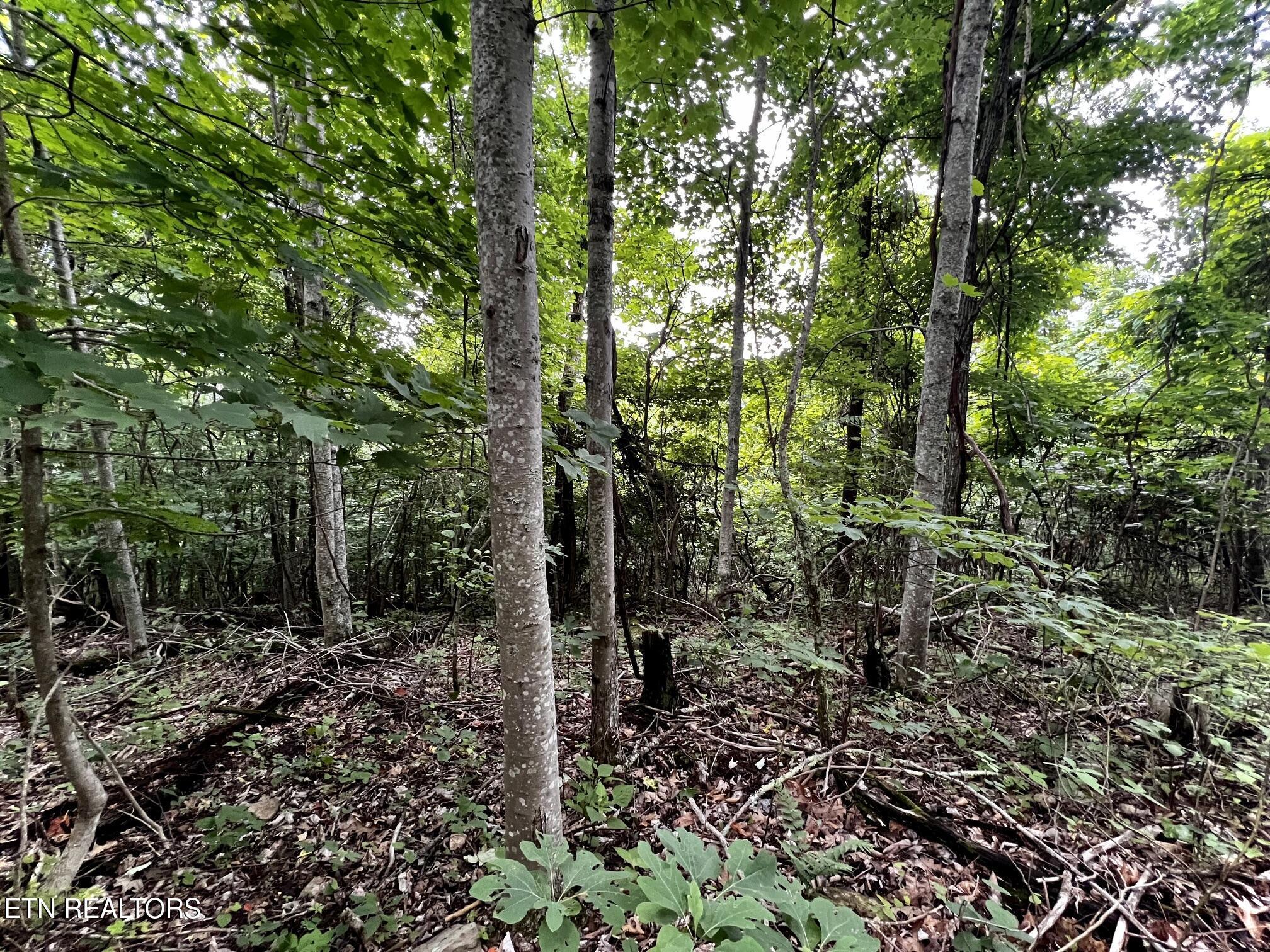 Lot 212 Clinch View Rd, New Tazewell, TN - Norris Lake Real Estate - Image# 35