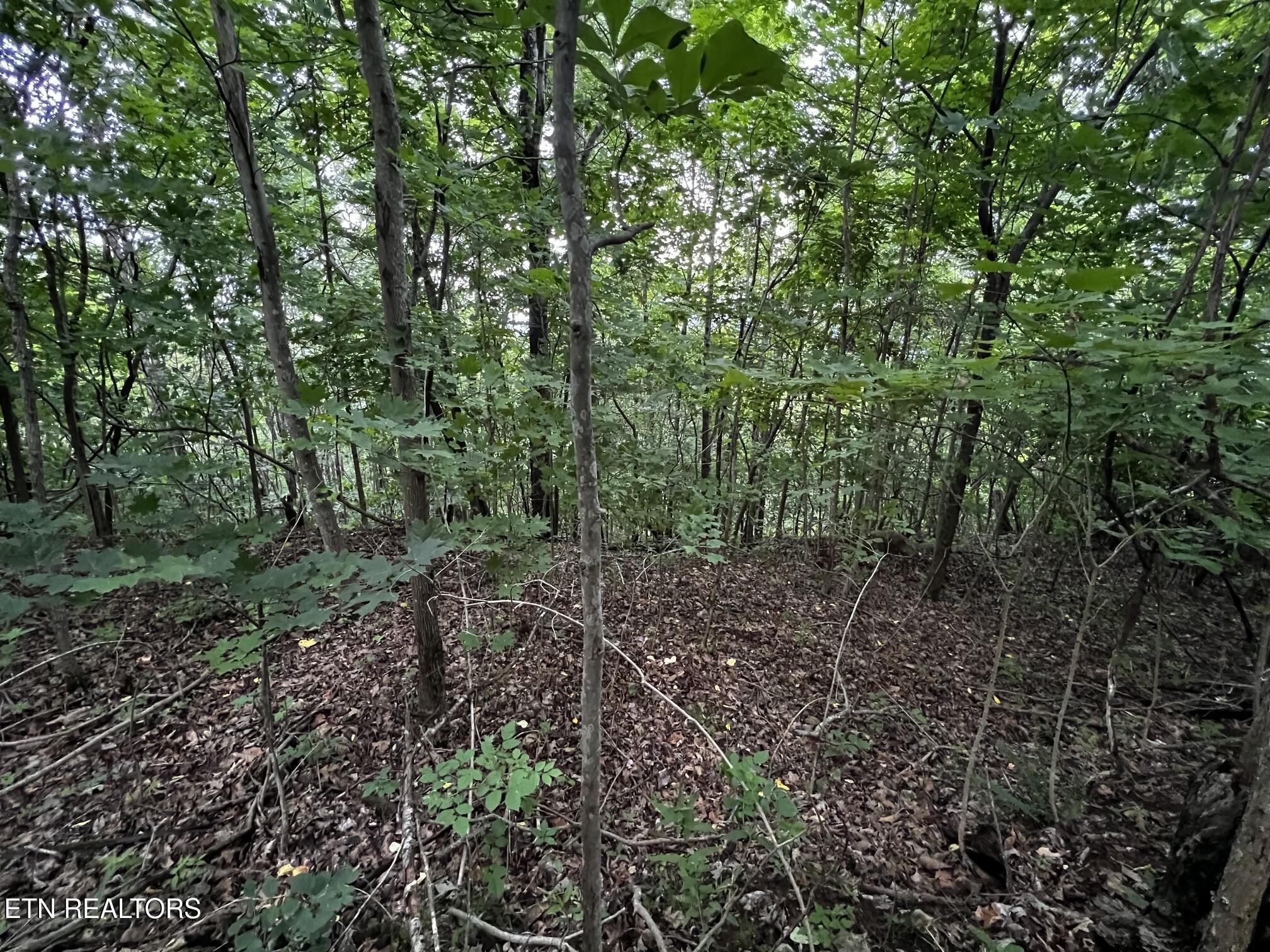 Lot 212 Clinch View Rd, New Tazewell, TN - Norris Lake Real Estate - Image# 36