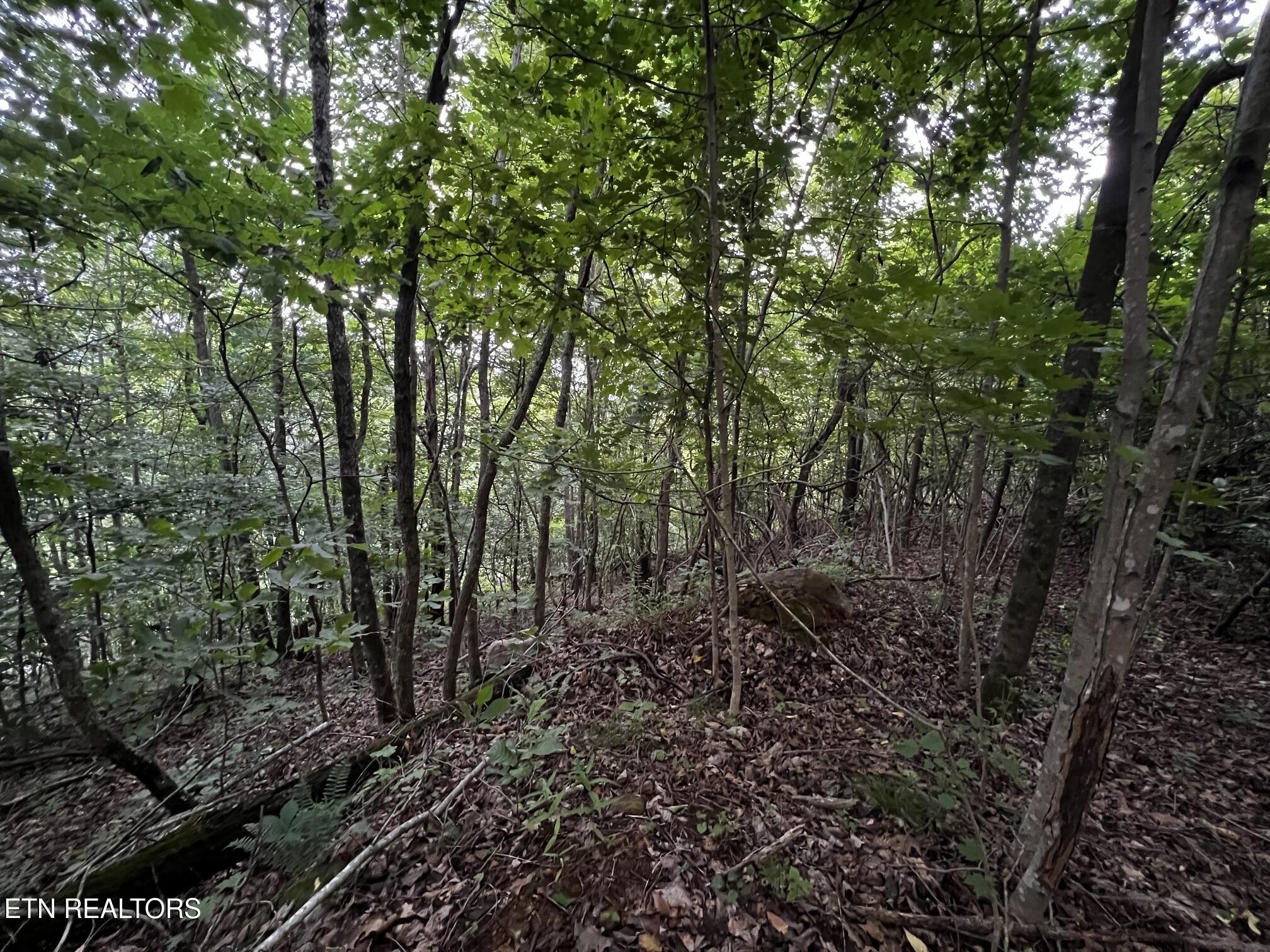 Lot 212 Clinch View Rd, New Tazewell, TN - Norris Lake Real Estate - Image# 37