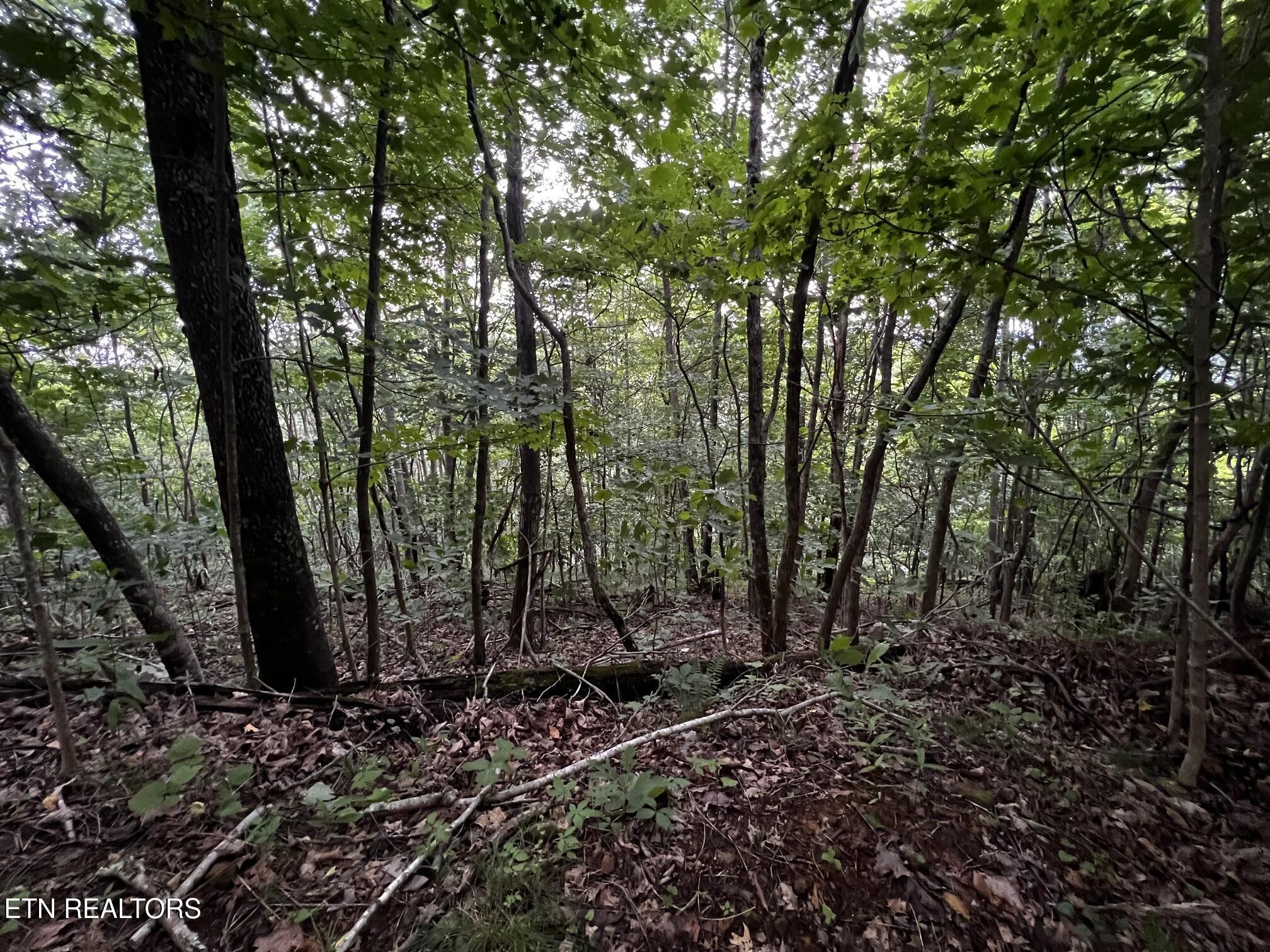 Lot 212 Clinch View Rd, New Tazewell, TN - Norris Lake Real Estate - Image# 38