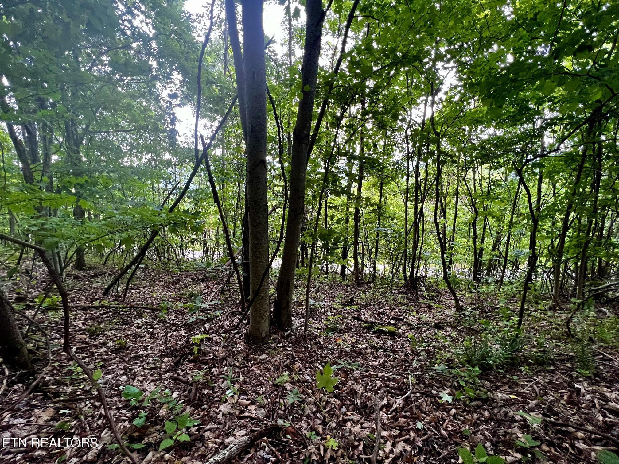 Lot 212 Clinch View Rd, New Tazewell, TN - Norris Lake Real Estate - Image# 39