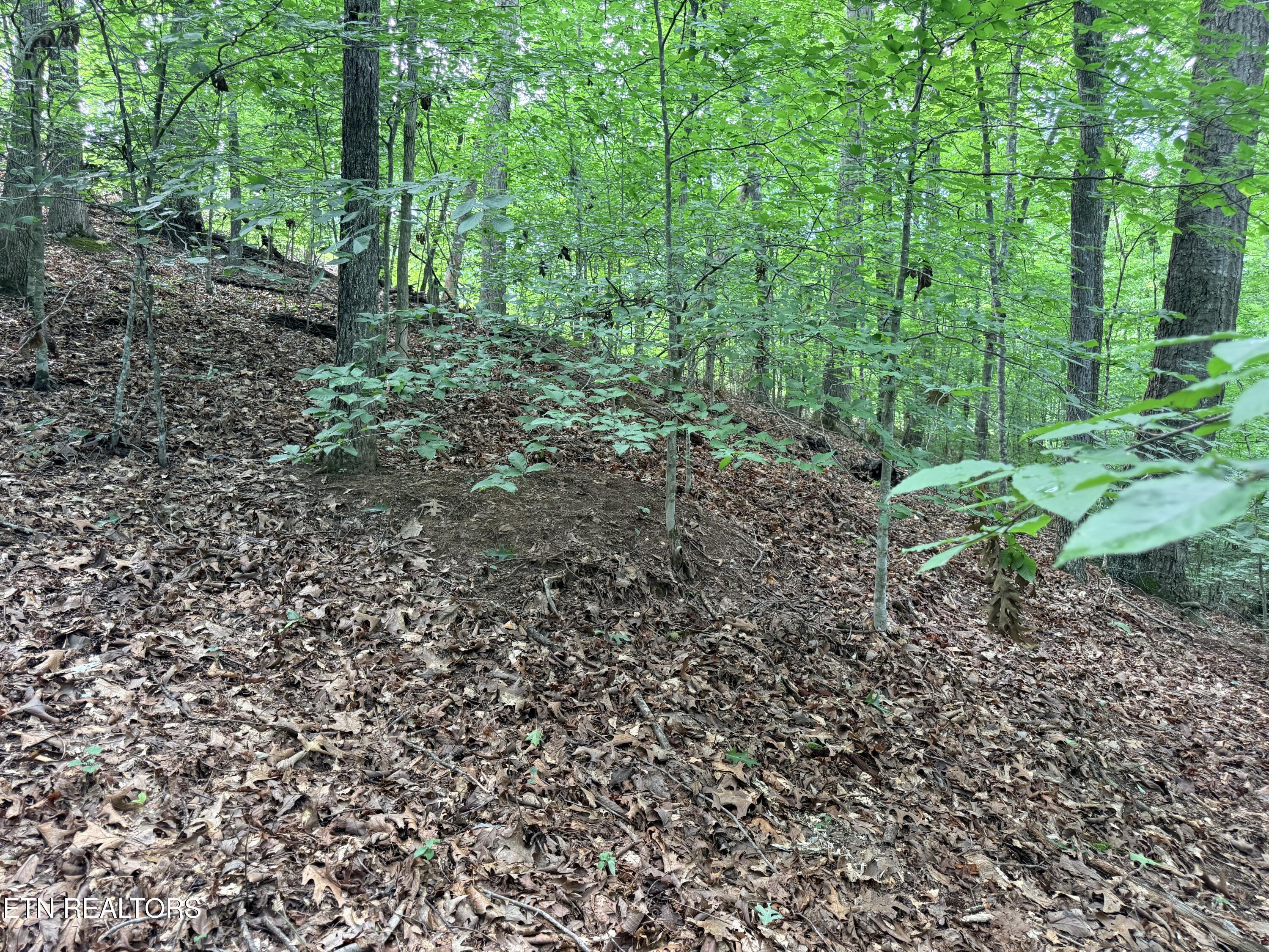 Norris Lake Real Estate - Image# 1