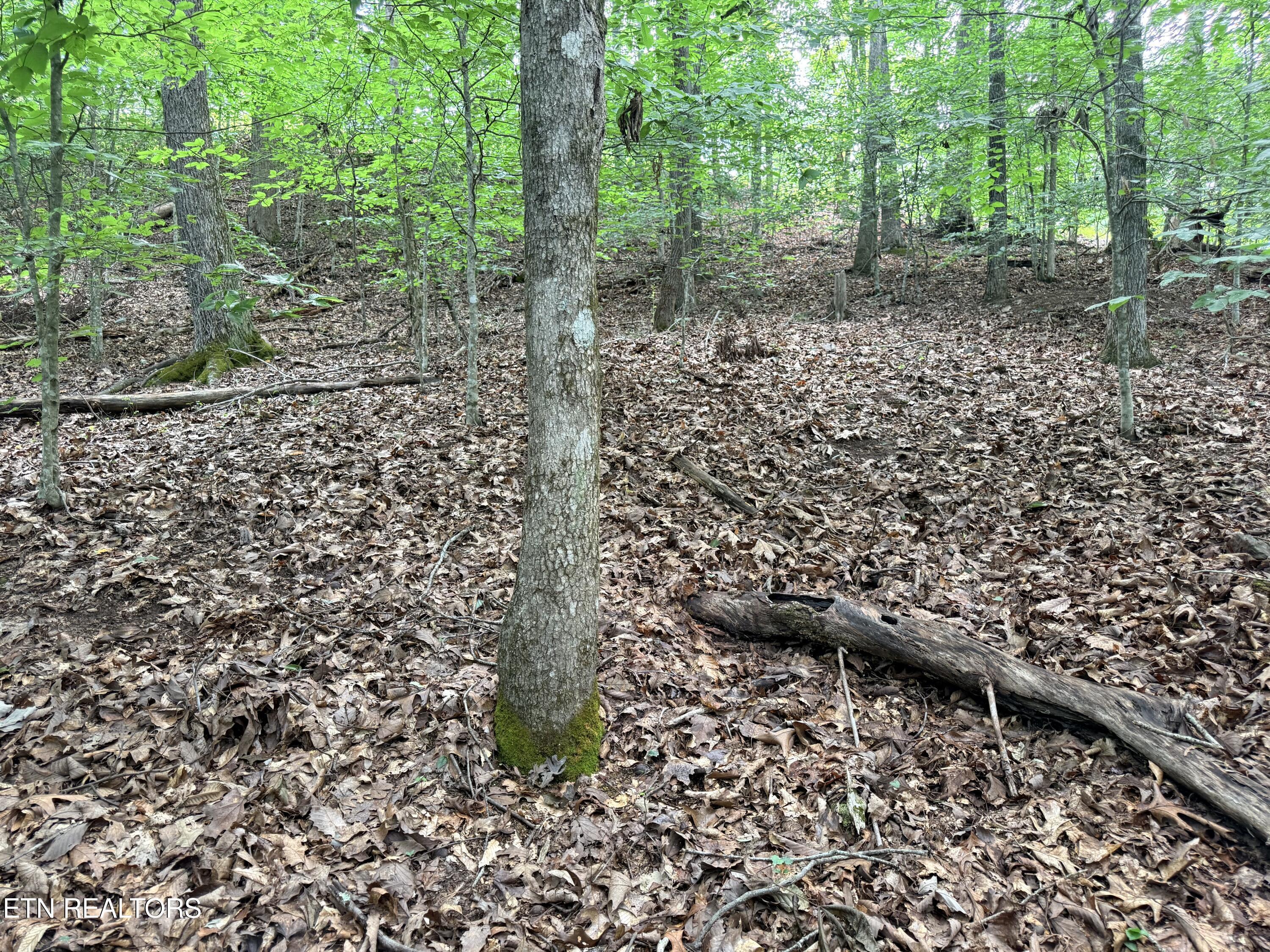 Norris Lake Real Estate - Image# 2
