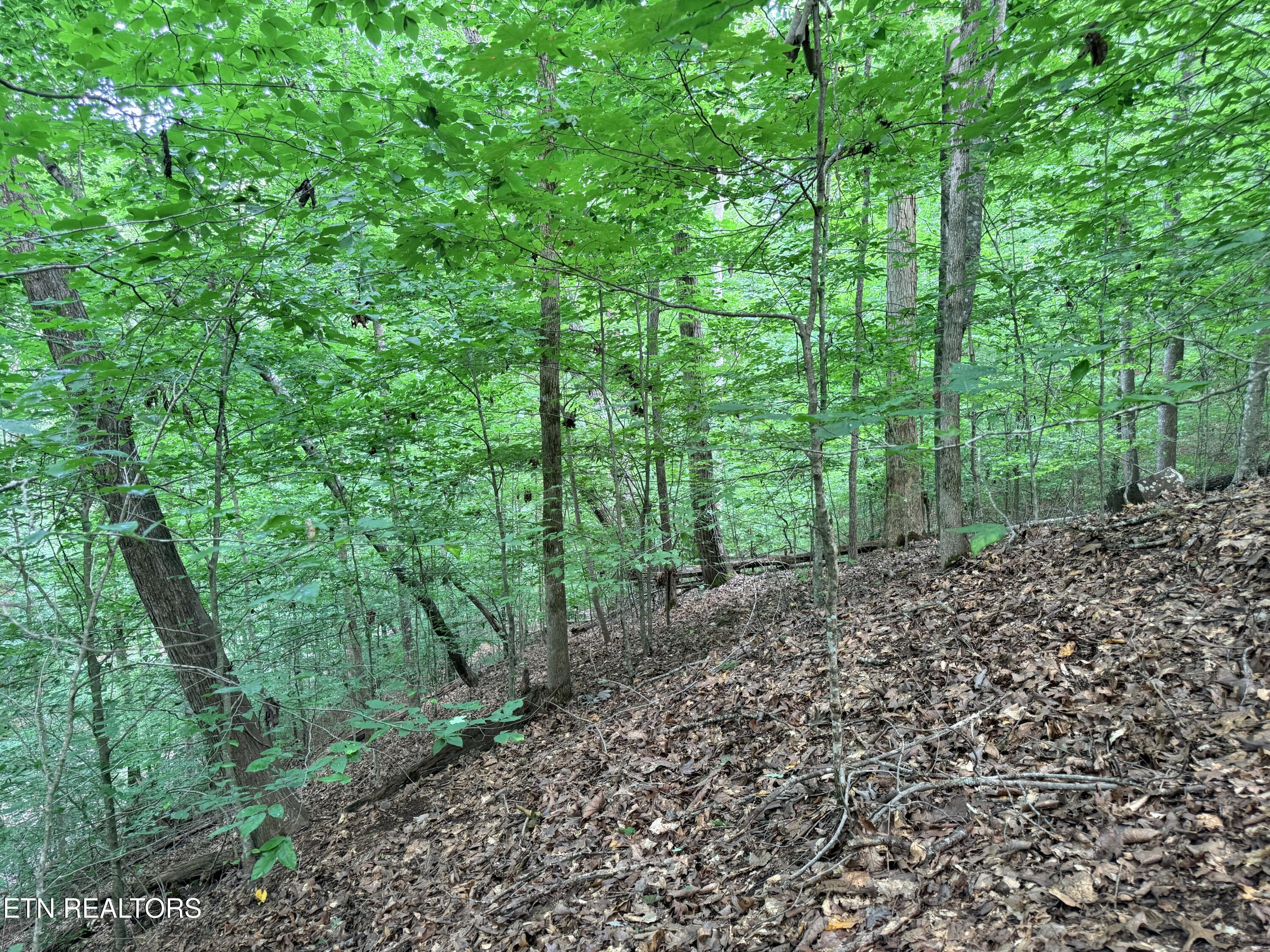 Norris Lake Real Estate - Image# 3