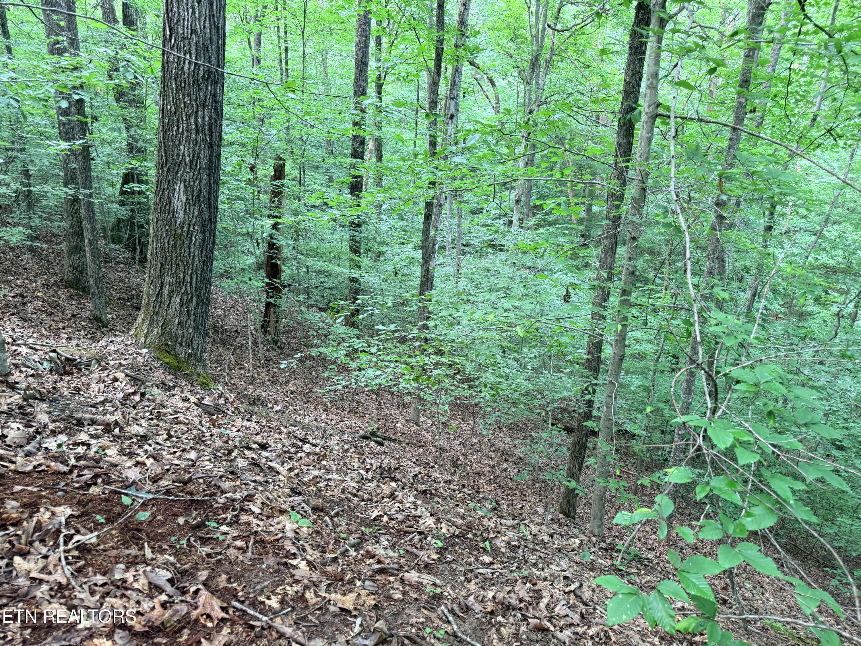 Norris Lake Real Estate - Image# 4