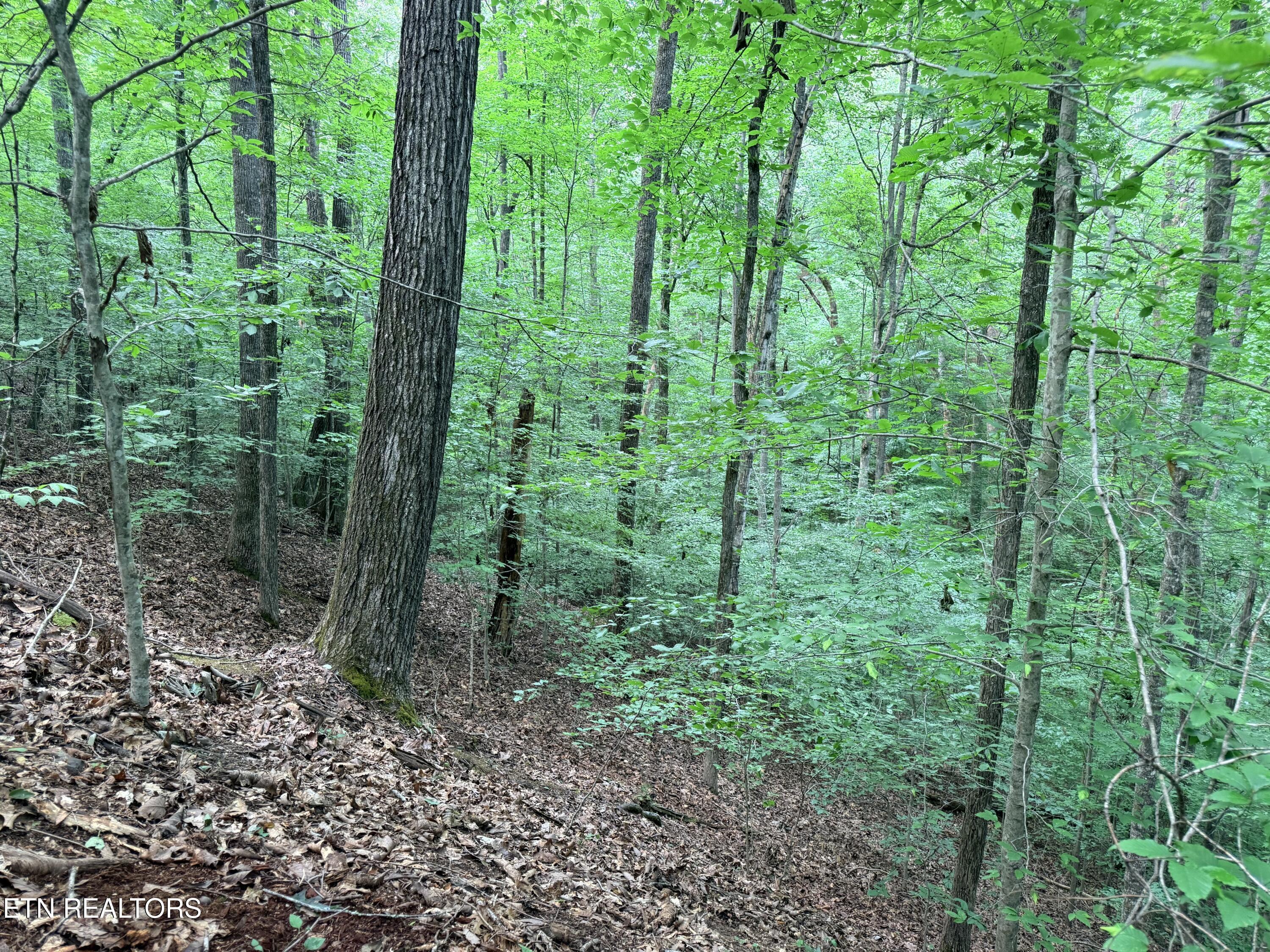 Norris Lake Real Estate - Image# 11