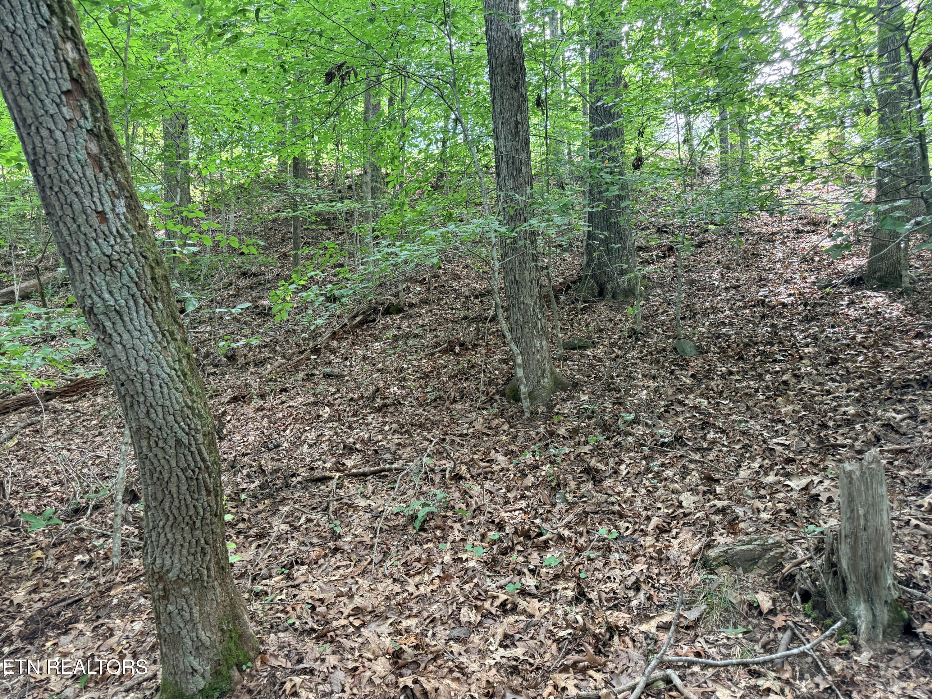 Norris Lake Real Estate - Image# 12
