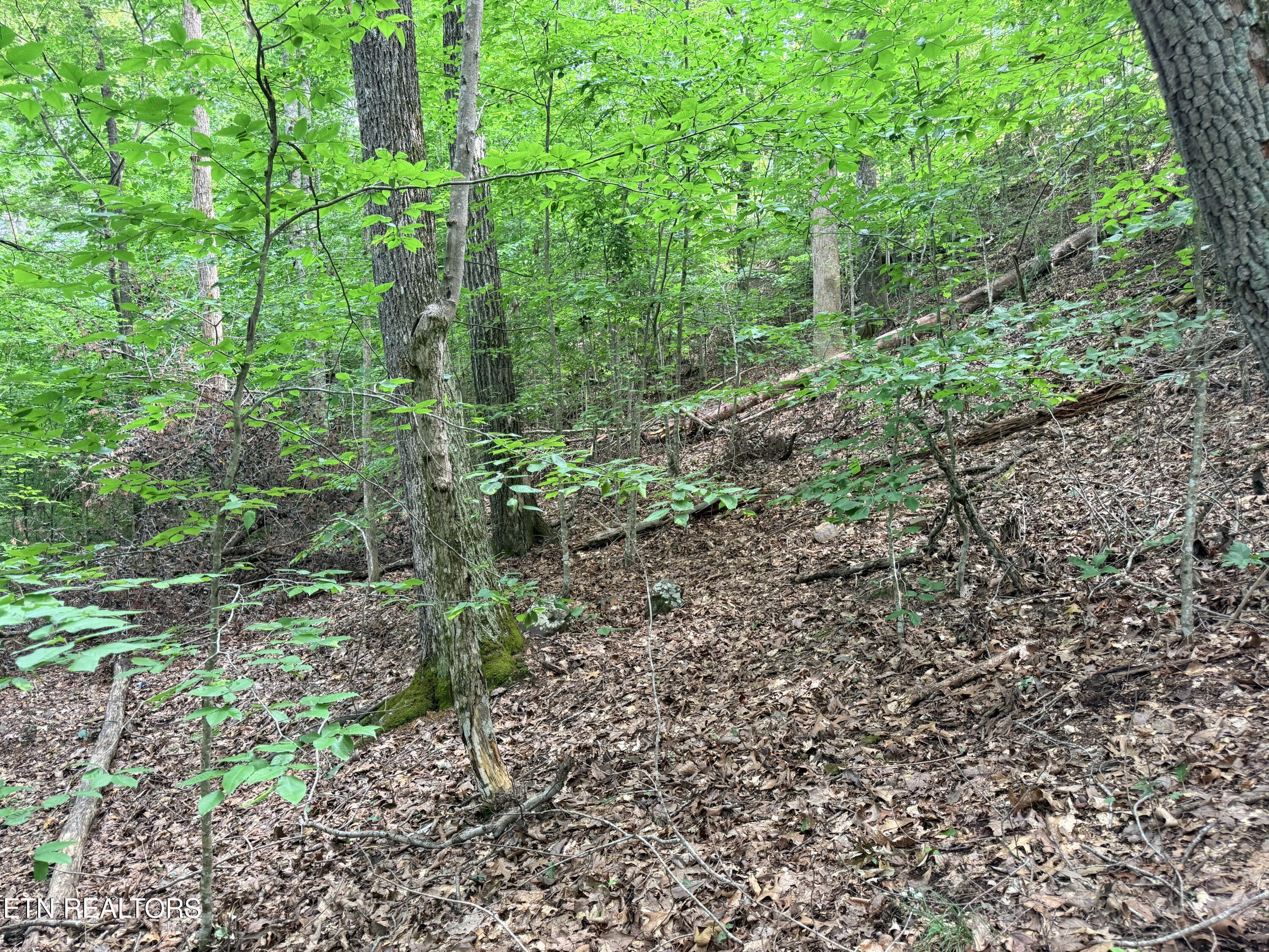 Norris Lake Real Estate - Image# 13