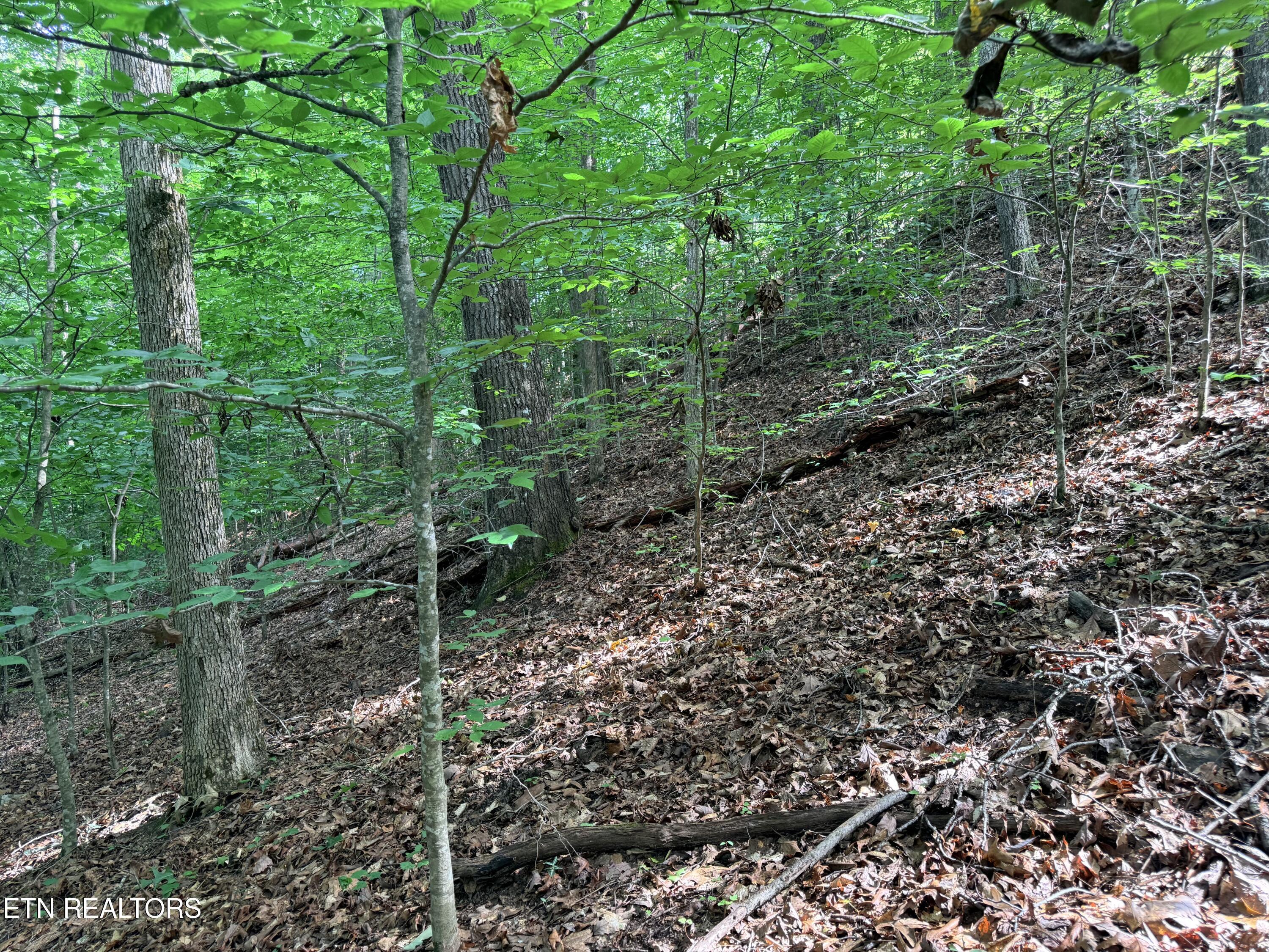 Norris Lake Real Estate - Image# 14