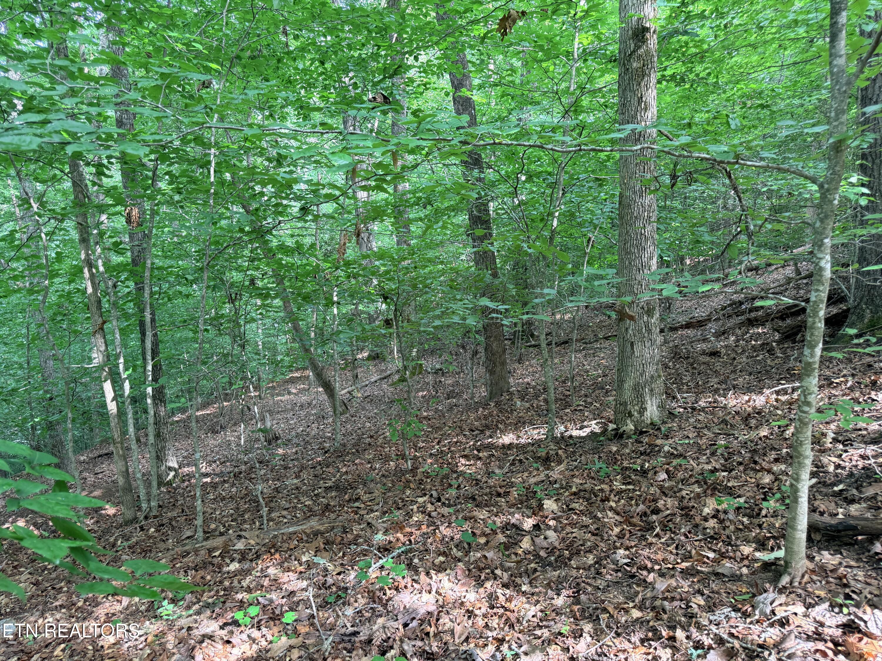 Norris Lake Real Estate - Image# 15
