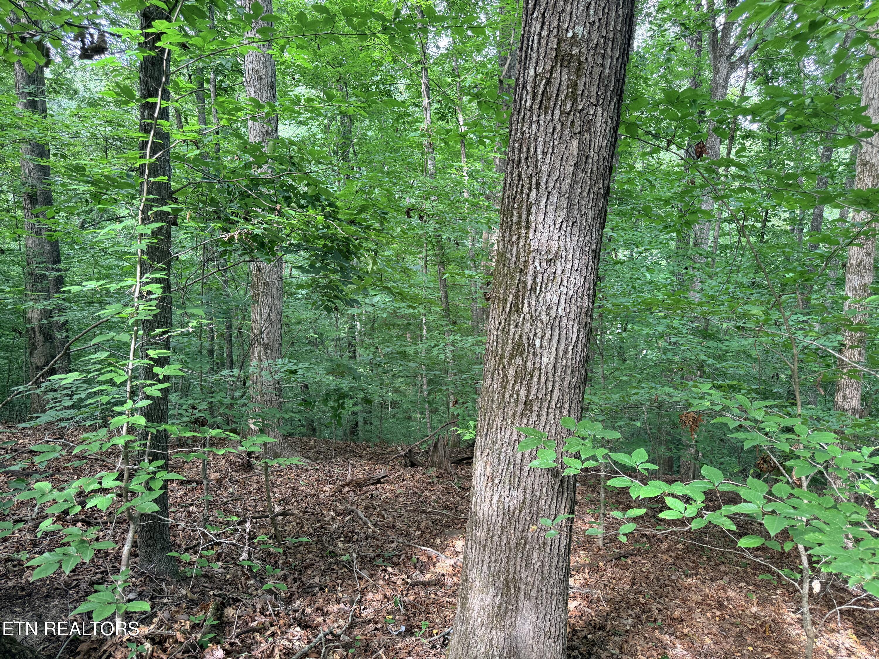 Norris Lake Real Estate - Image# 16