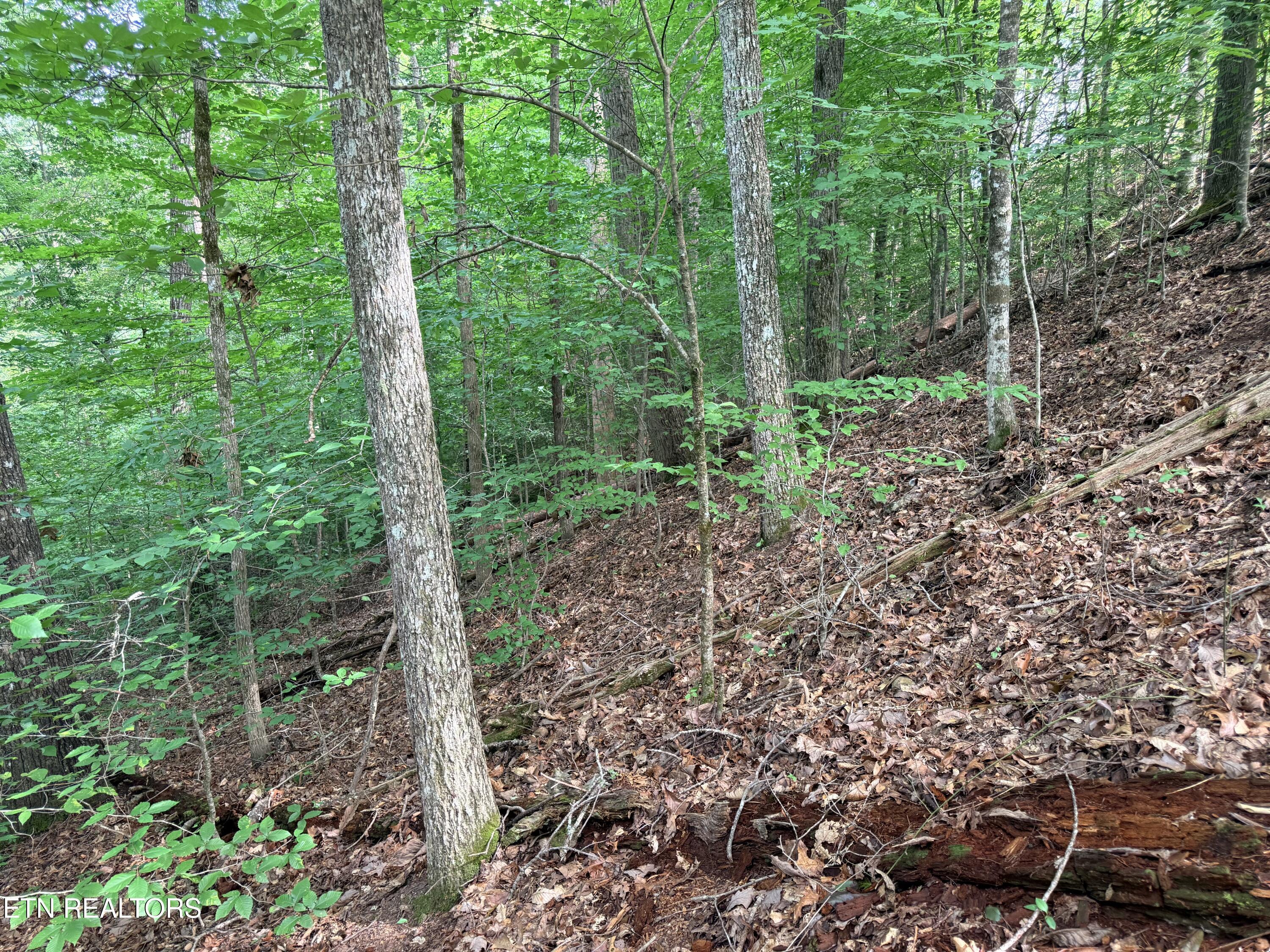 Norris Lake Real Estate - Image# 17