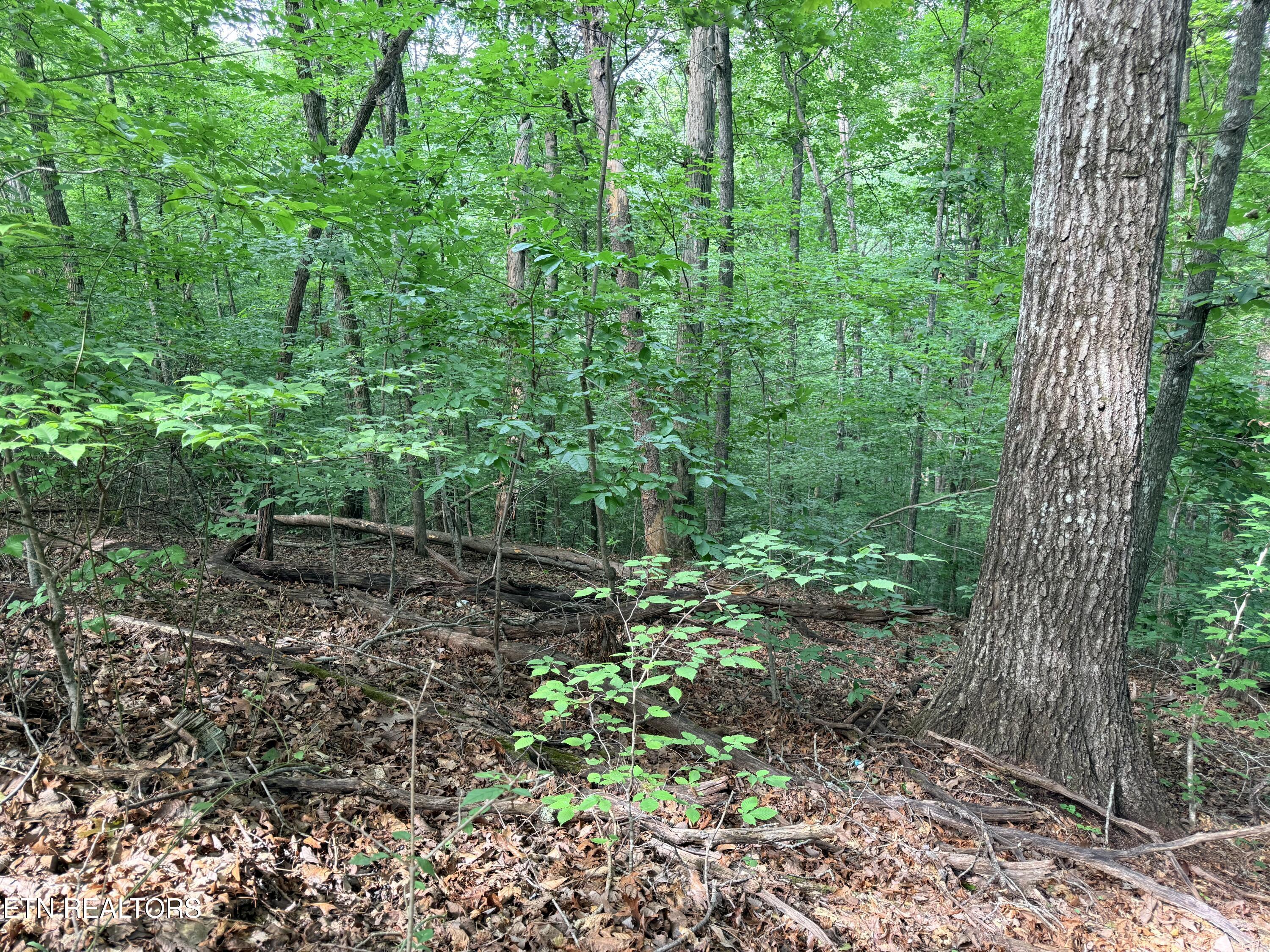 Norris Lake Real Estate - Image# 18