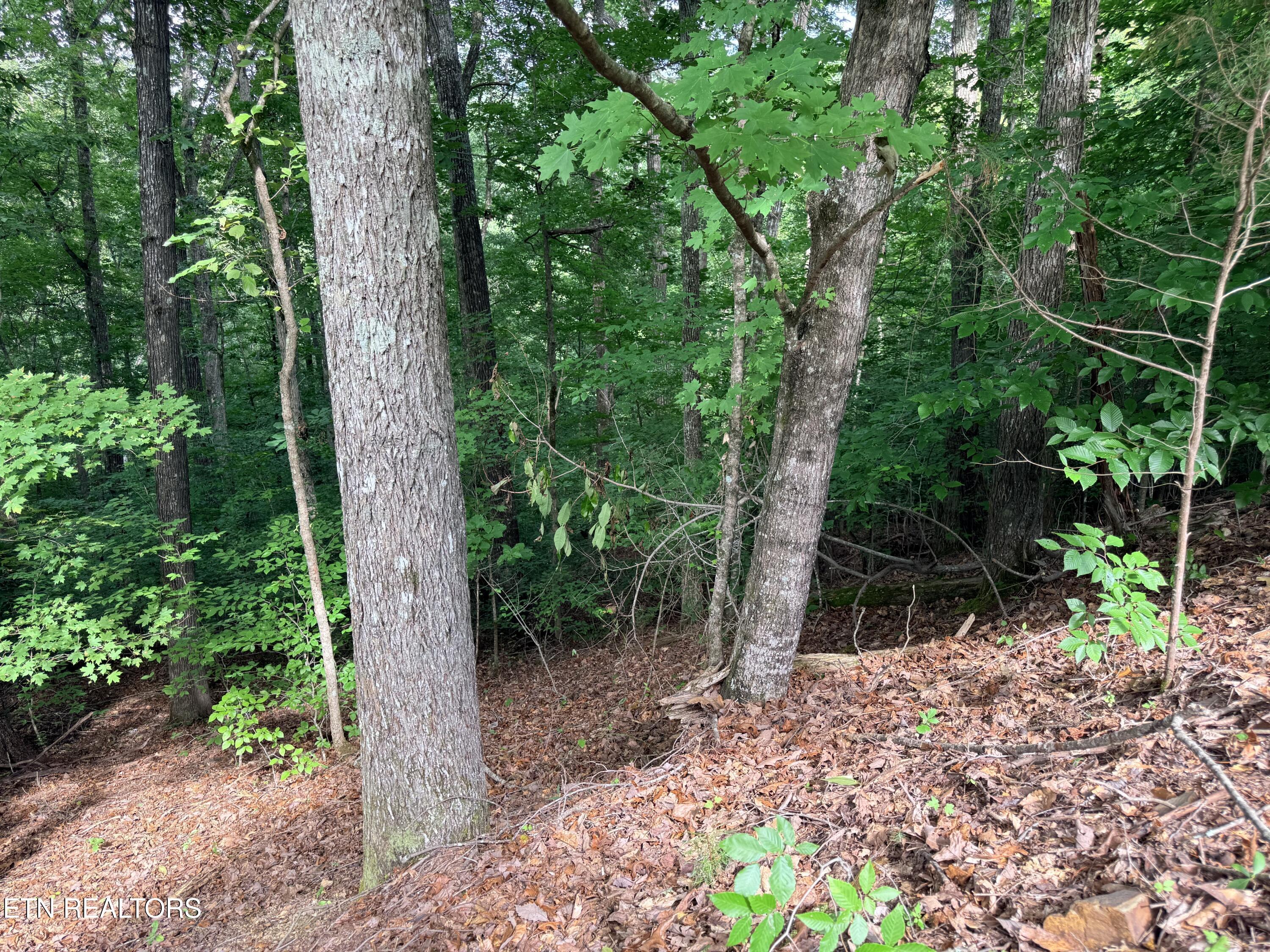 Norris Lake Real Estate - Image# 20