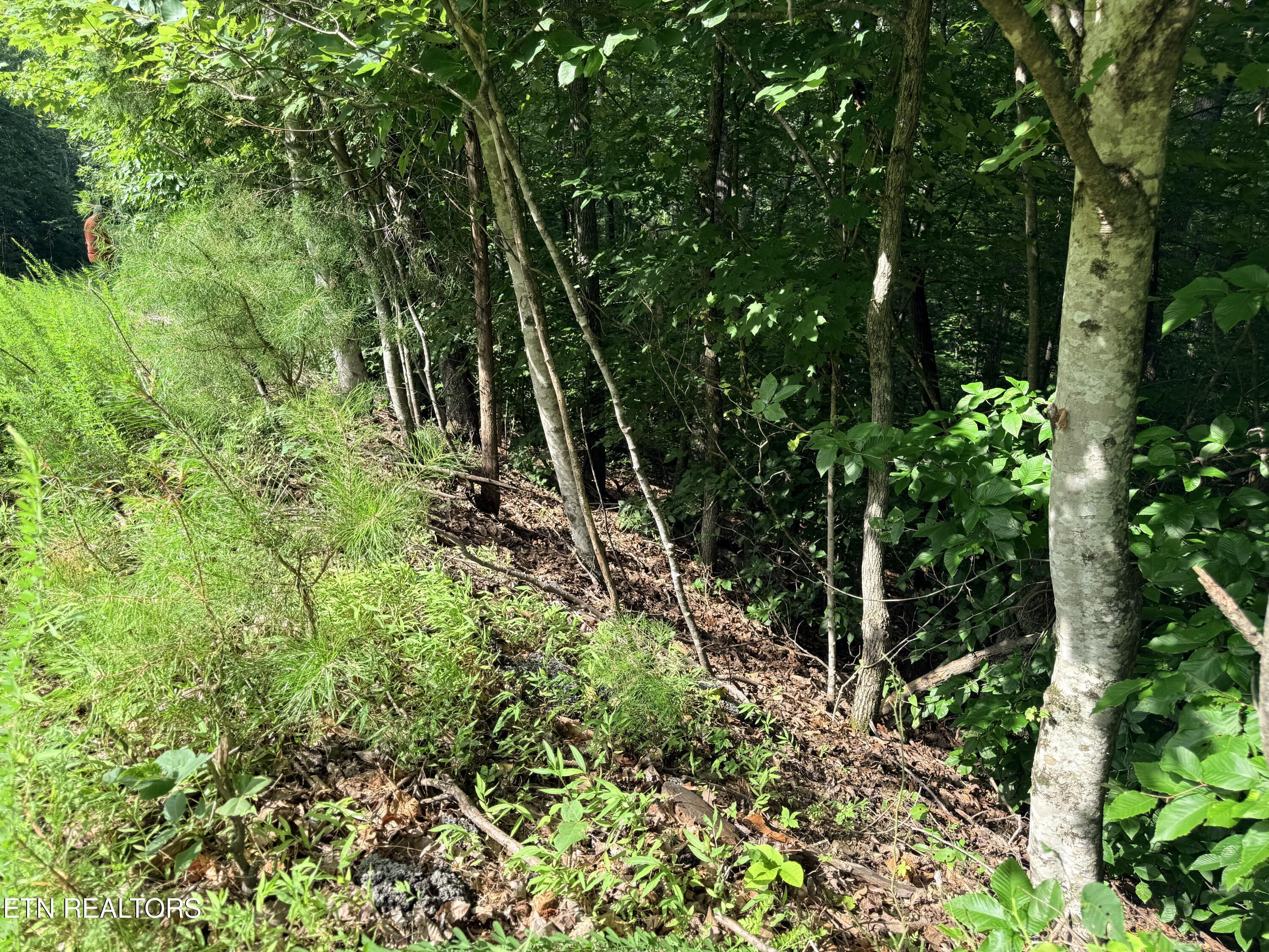 Norris Lake Real Estate - Image# 21