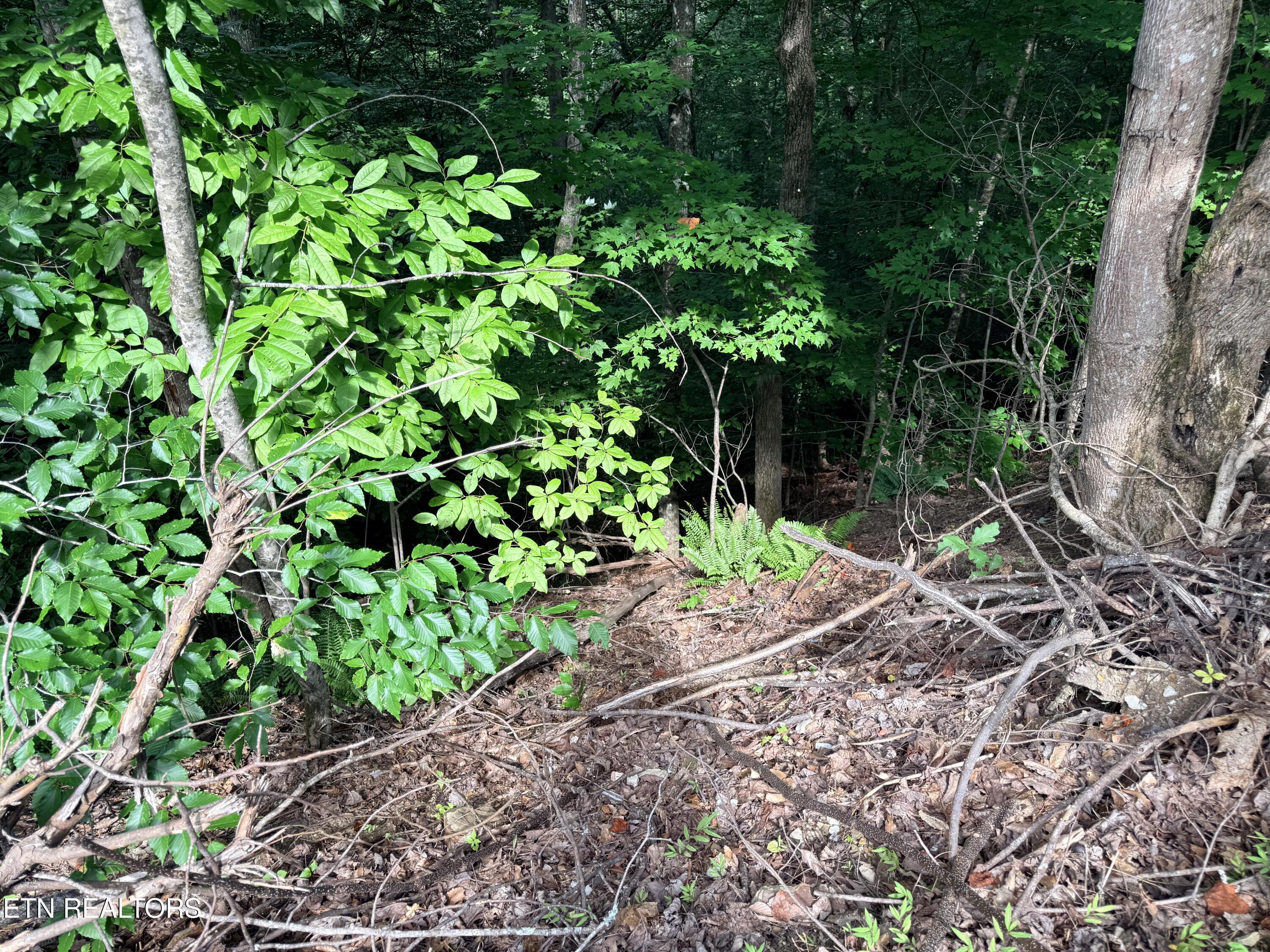 Norris Lake Real Estate - Image# 22