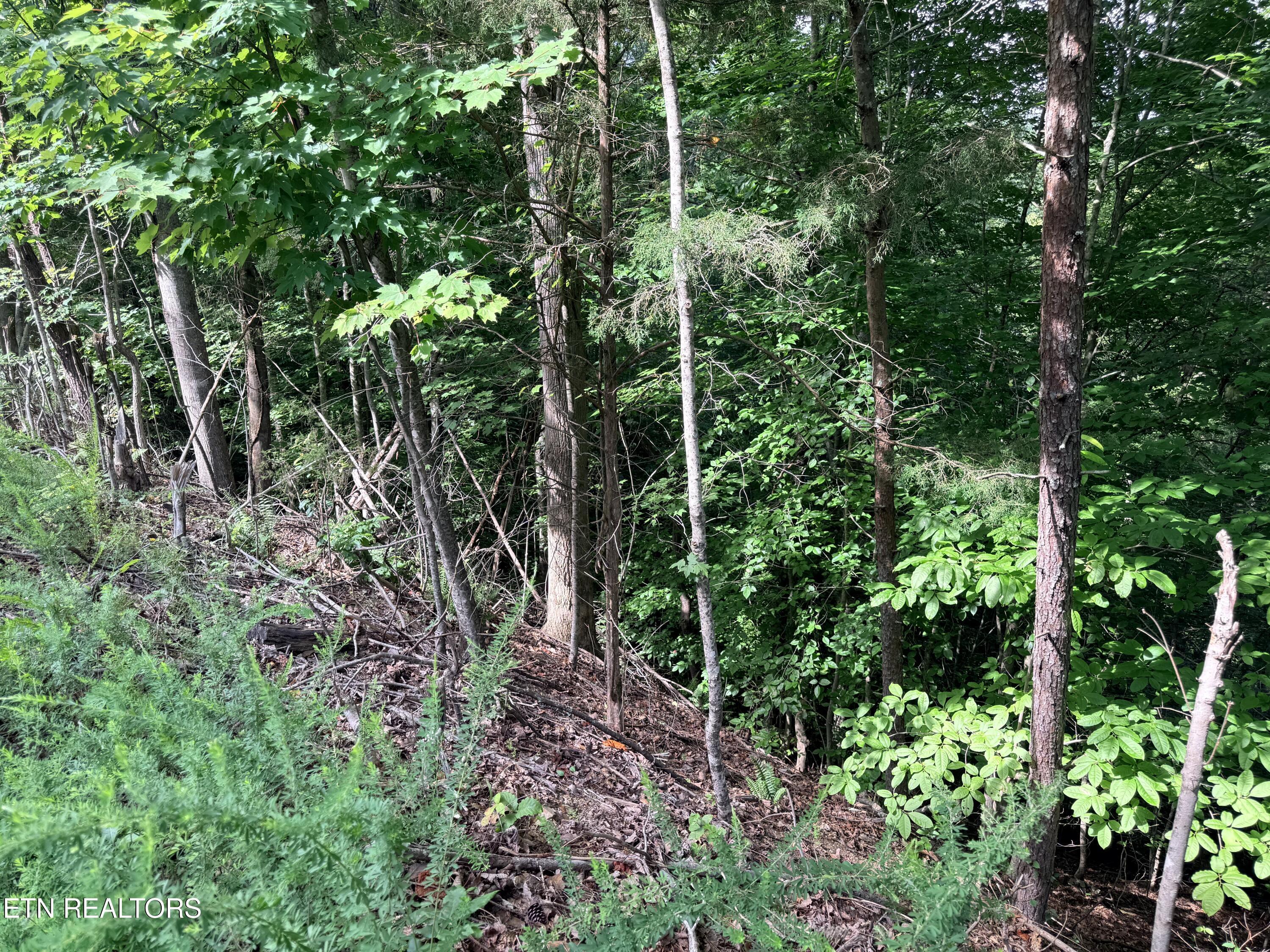 Norris Lake Real Estate - Image# 23
