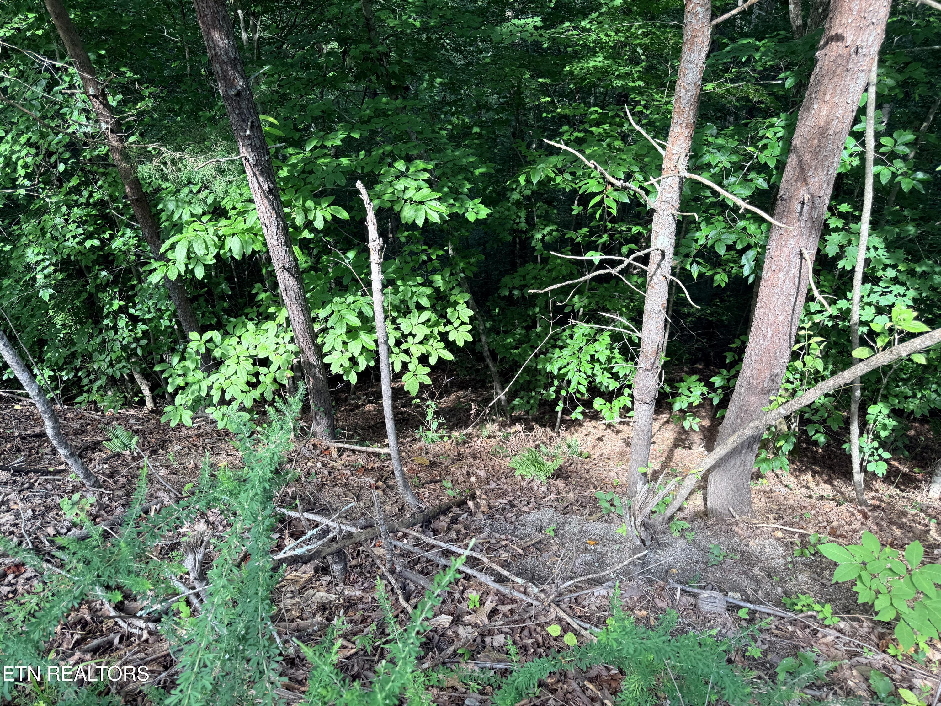 Norris Lake Real Estate - Image# 24