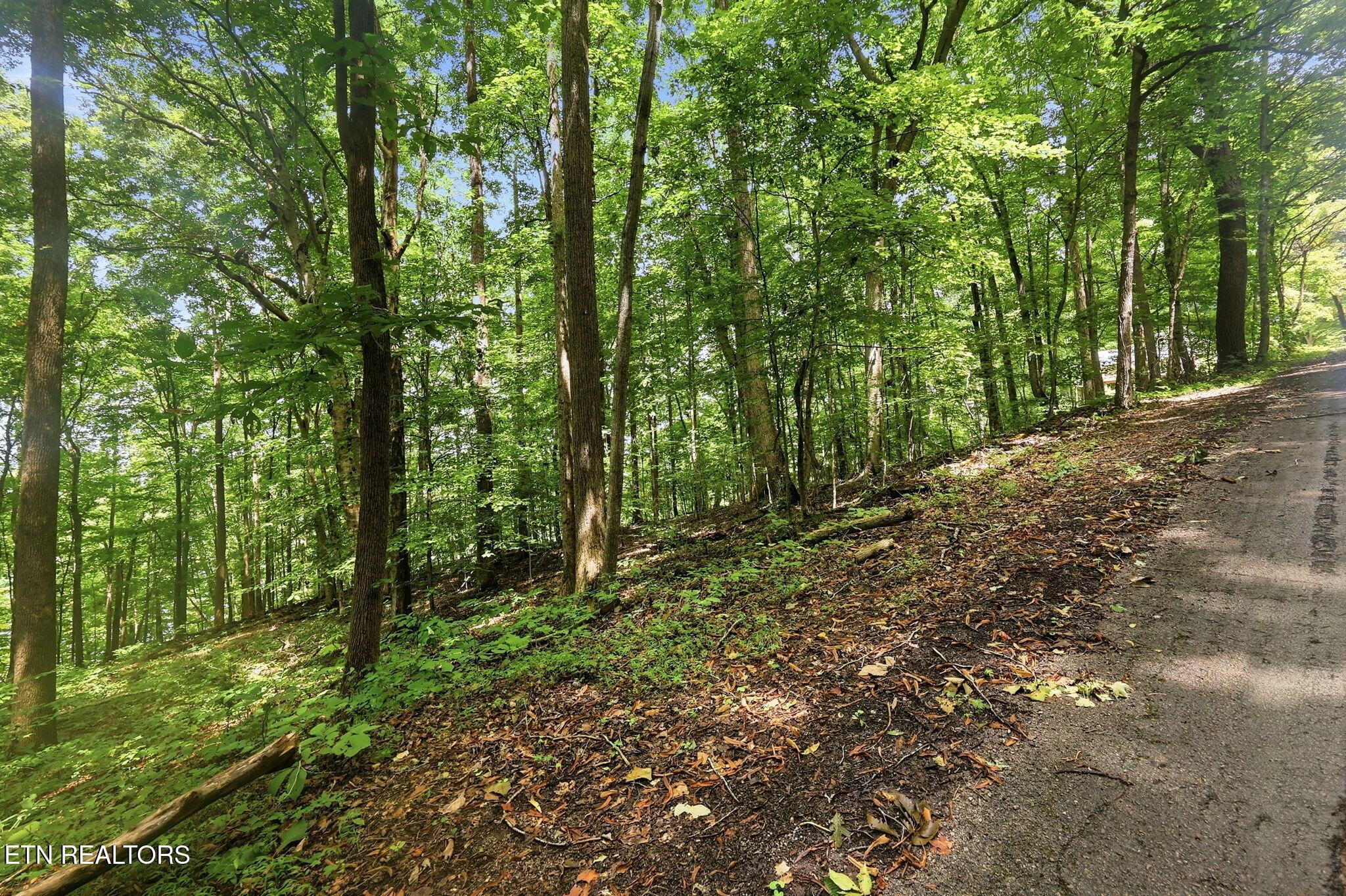 Norris Lake Real Estate - Image# 11