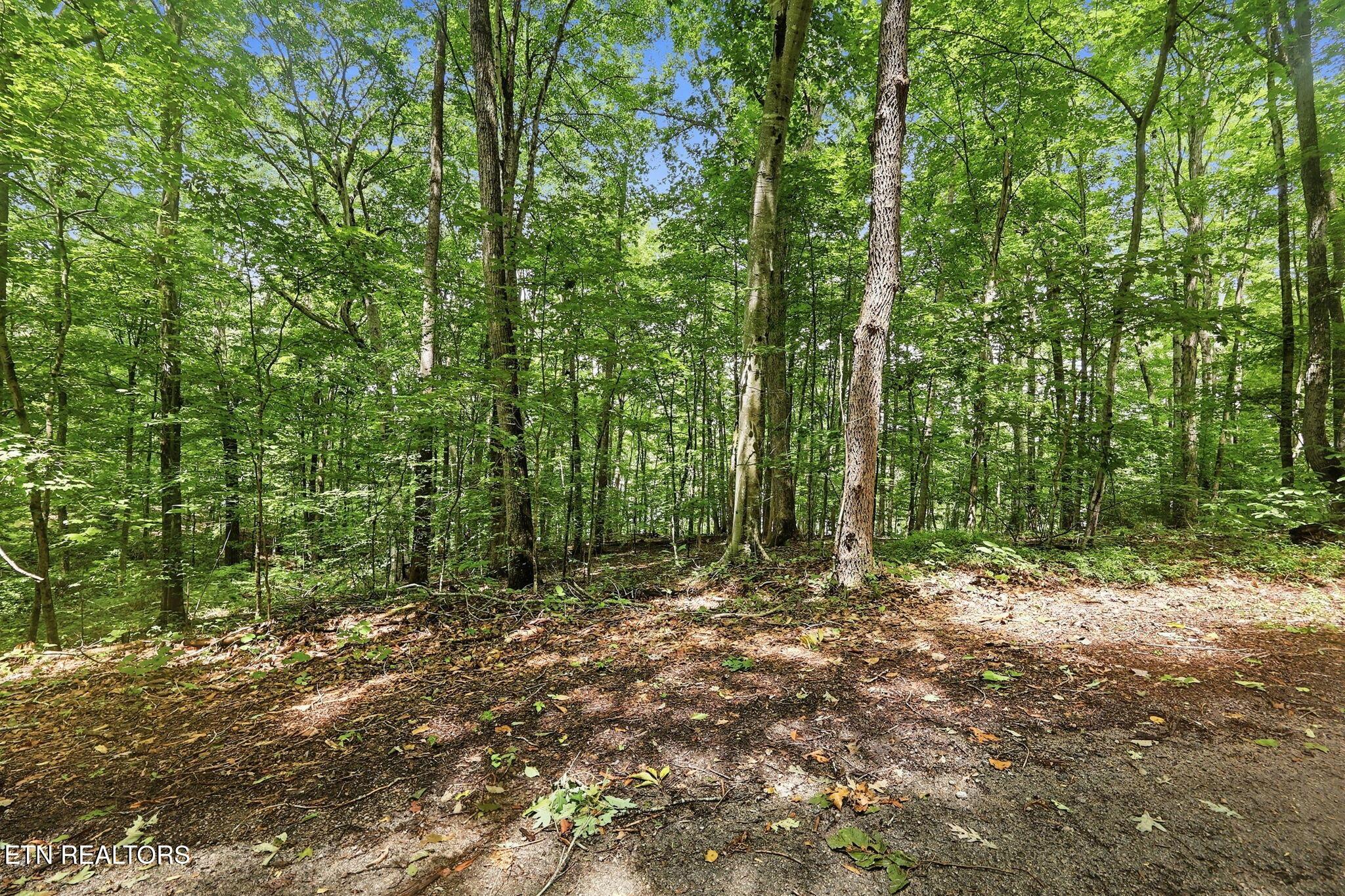 Norris Lake Real Estate - Image# 13