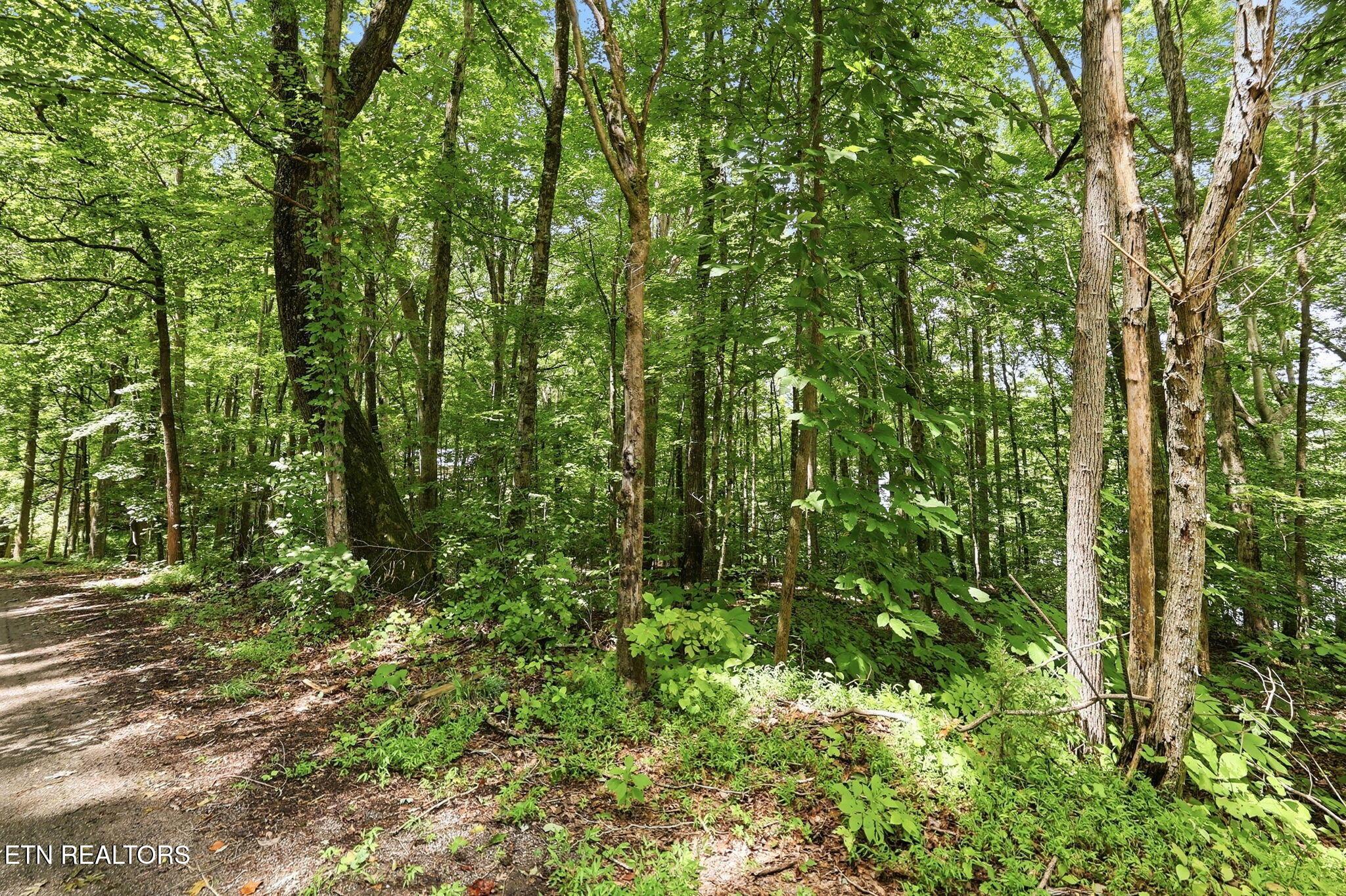 Norris Lake Real Estate - Image# 15