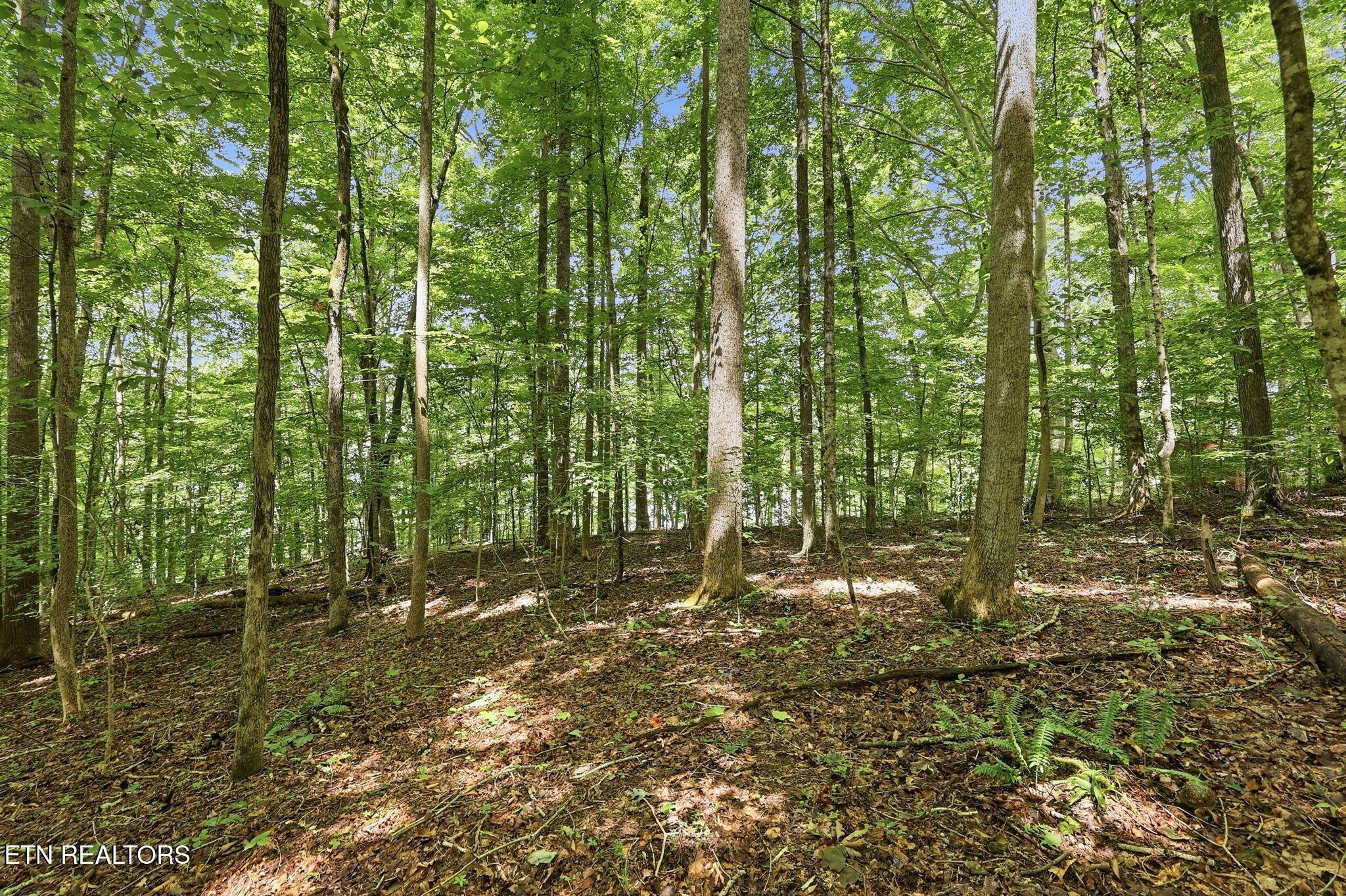 Norris Lake Real Estate - Image# 17