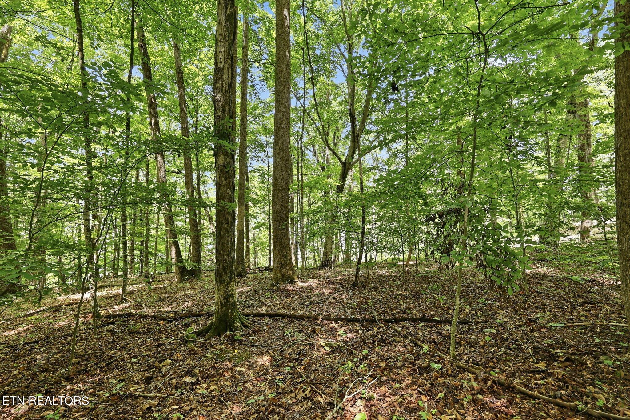 Norris Lake Real Estate - Image# 19