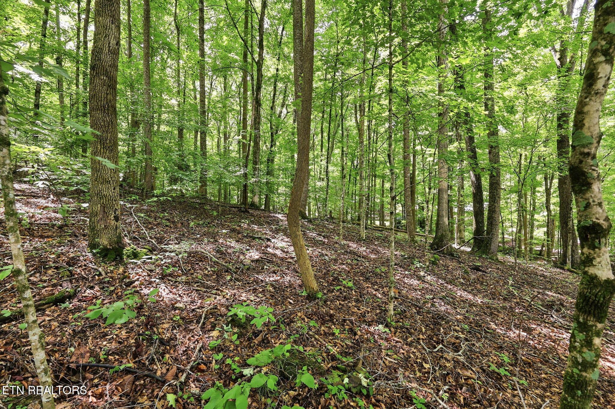 Norris Lake Real Estate - Image# 21
