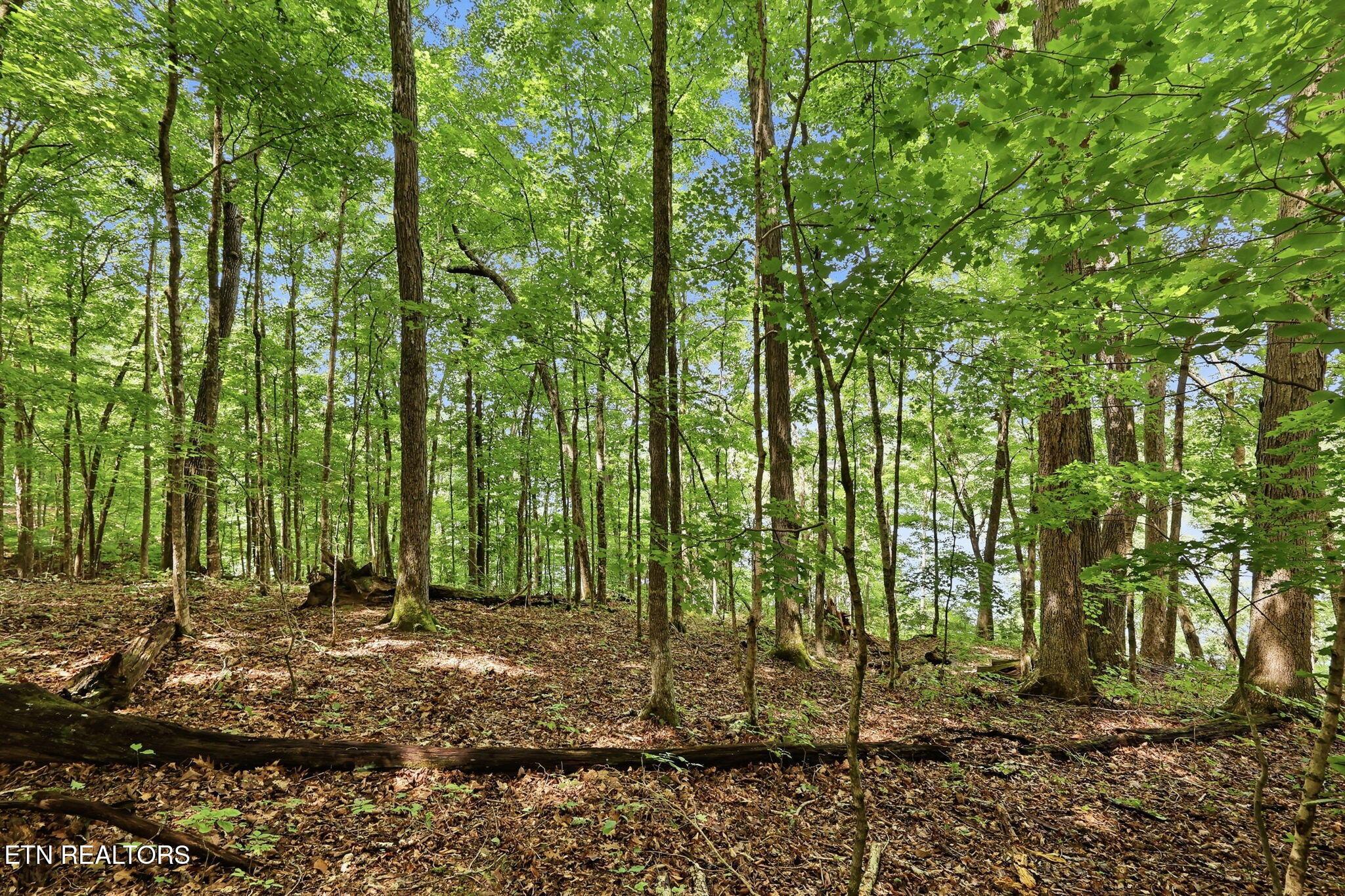 Norris Lake Real Estate - Image# 23