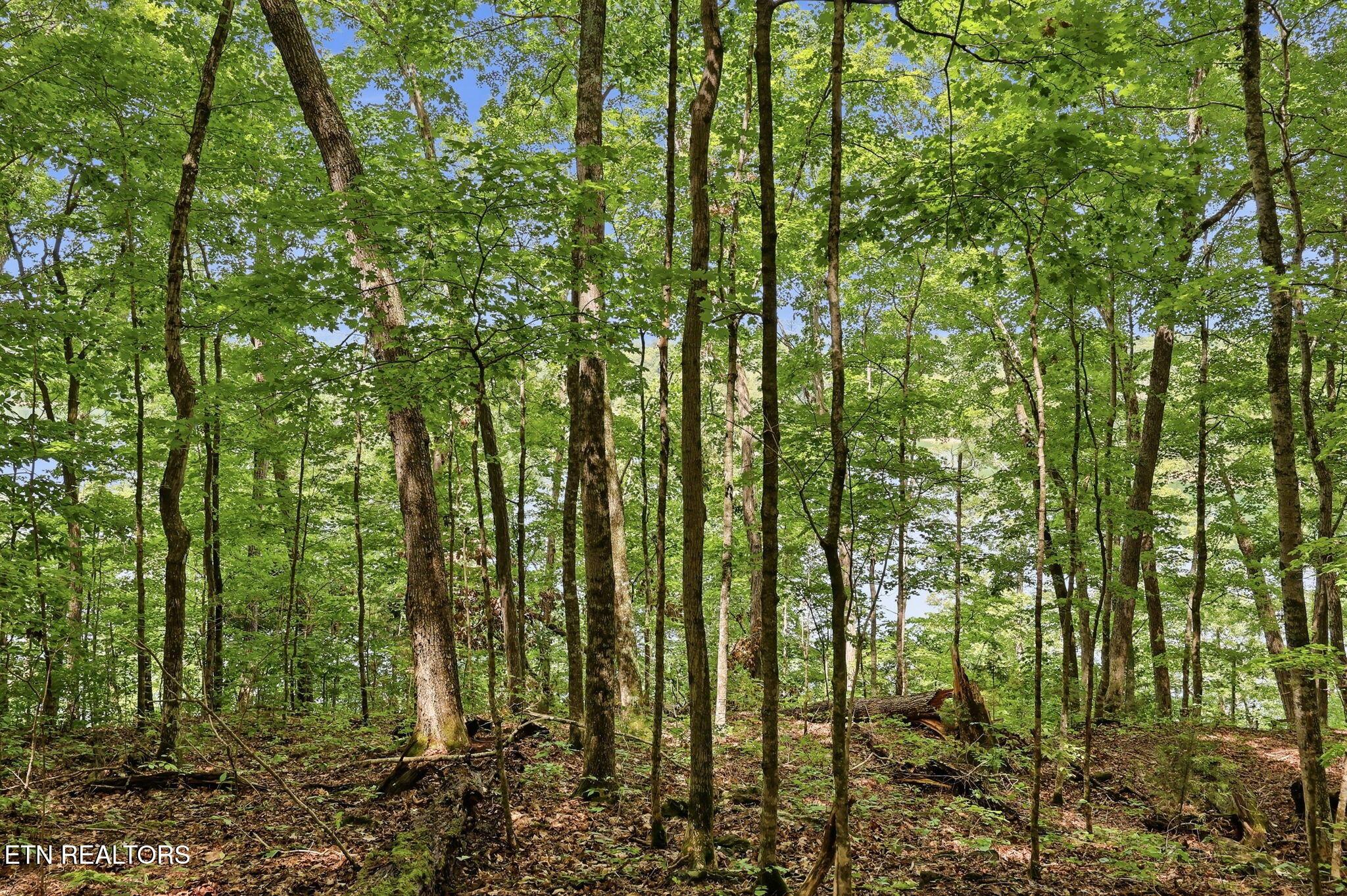 Norris Lake Real Estate - Image# 25