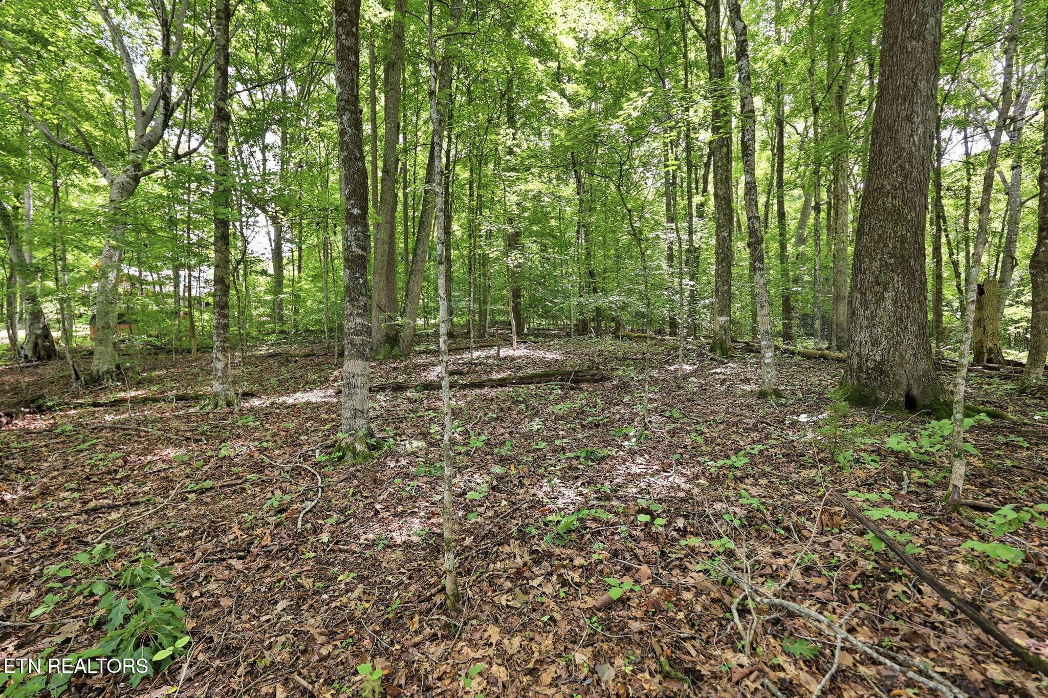 Norris Lake Real Estate - Image# 27