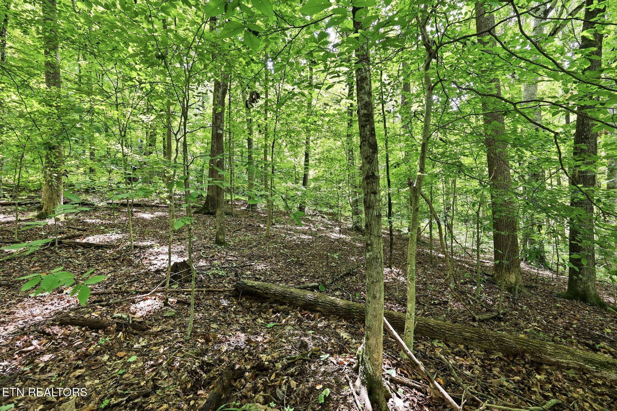 Norris Lake Real Estate - Image# 29