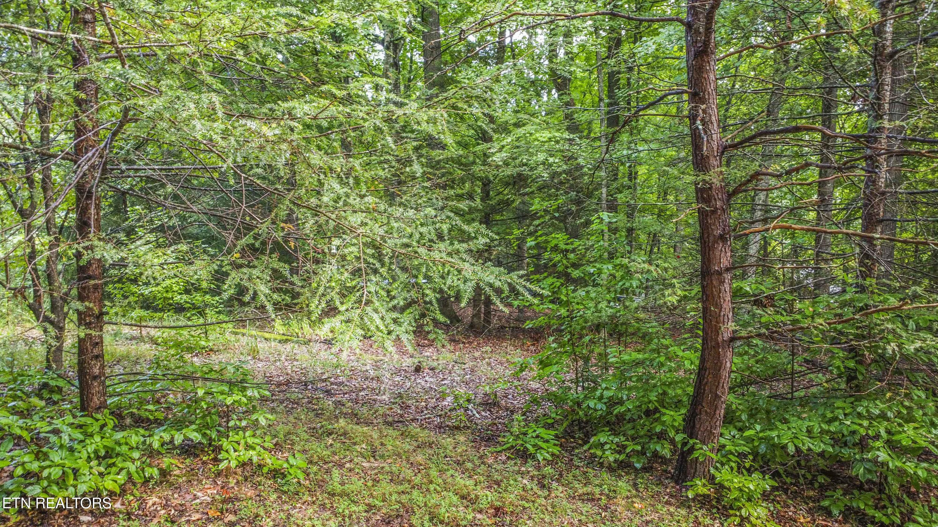 Norris Lake Real Estate - Image# 4