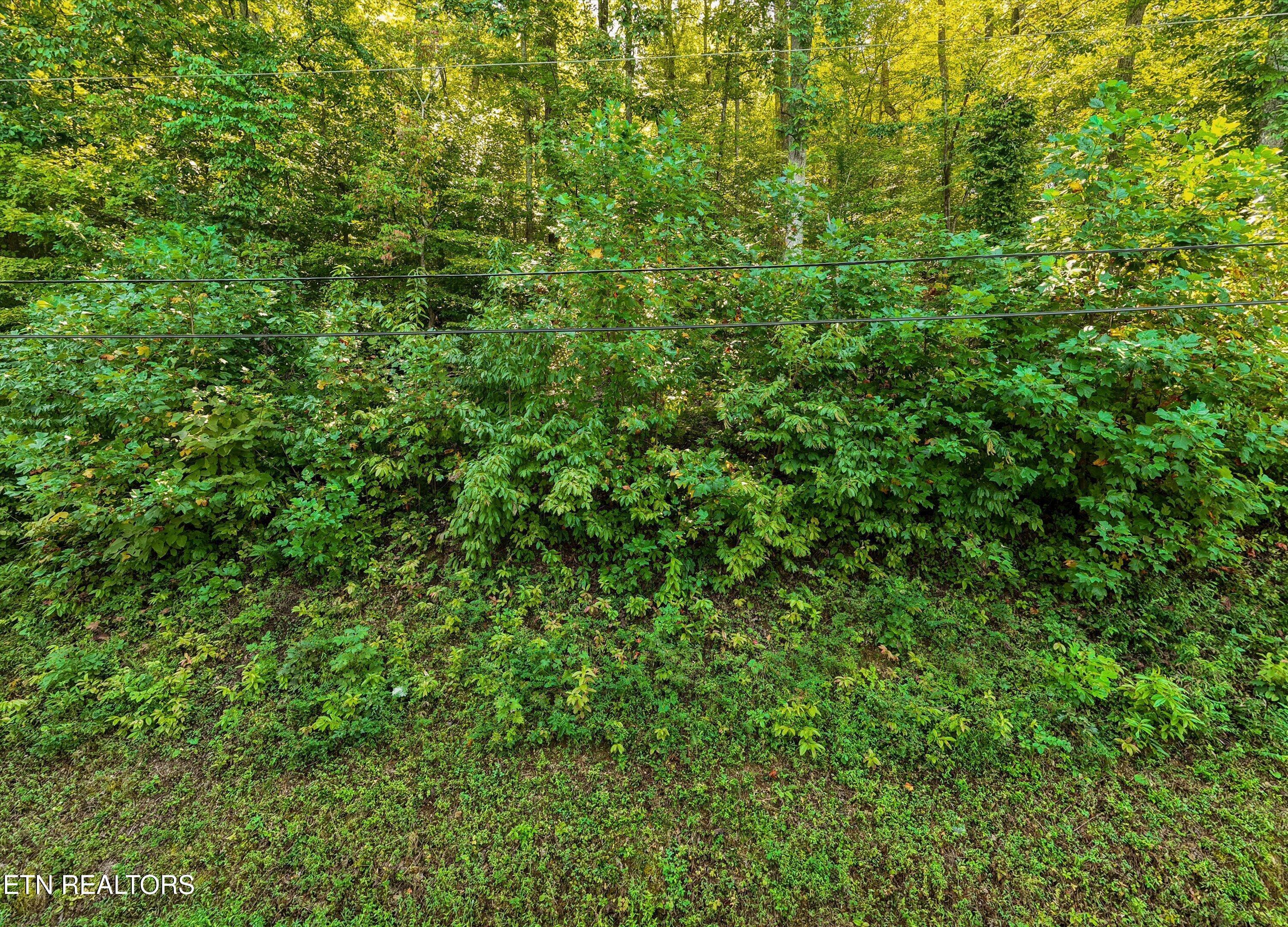 Norris Lake Real Estate - Image# 12