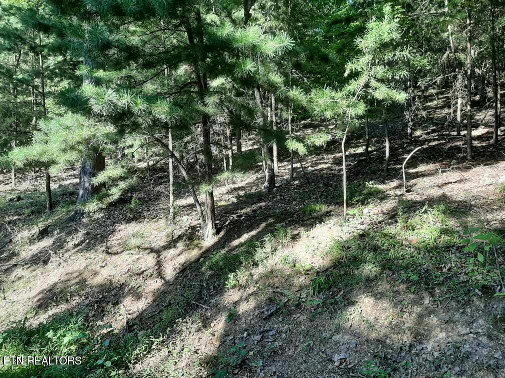 Deer Pond Circle, Lafollette, TN - Norris Lake Real Estate - Image# 16