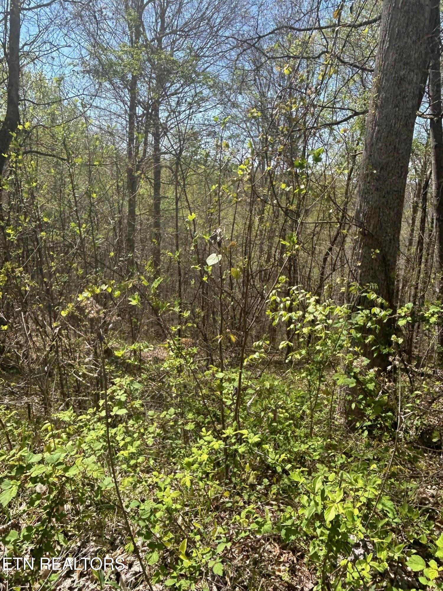 Norris Lake Real Estate - Image# 5