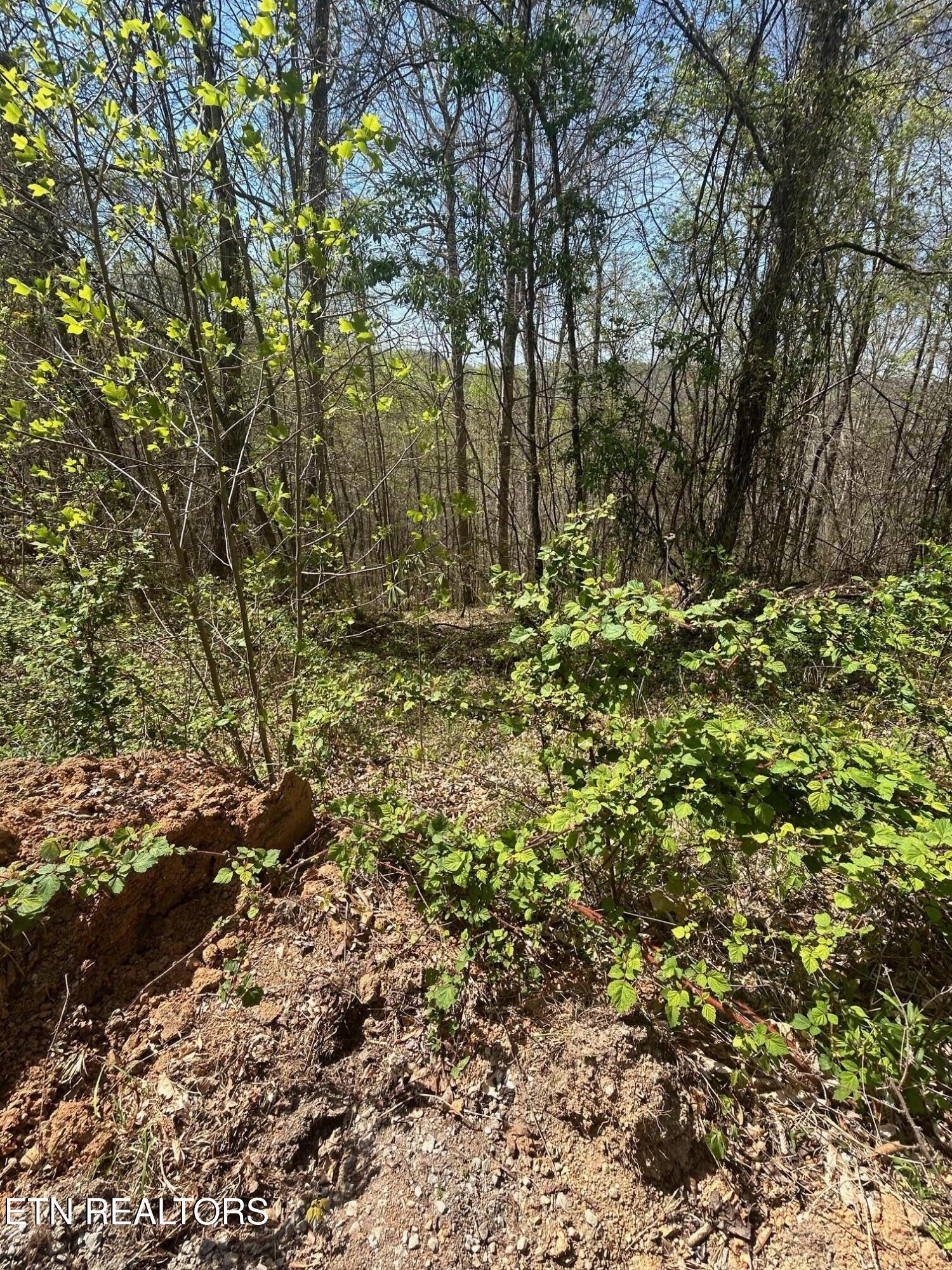 Norris Lake Real Estate - Image# 7