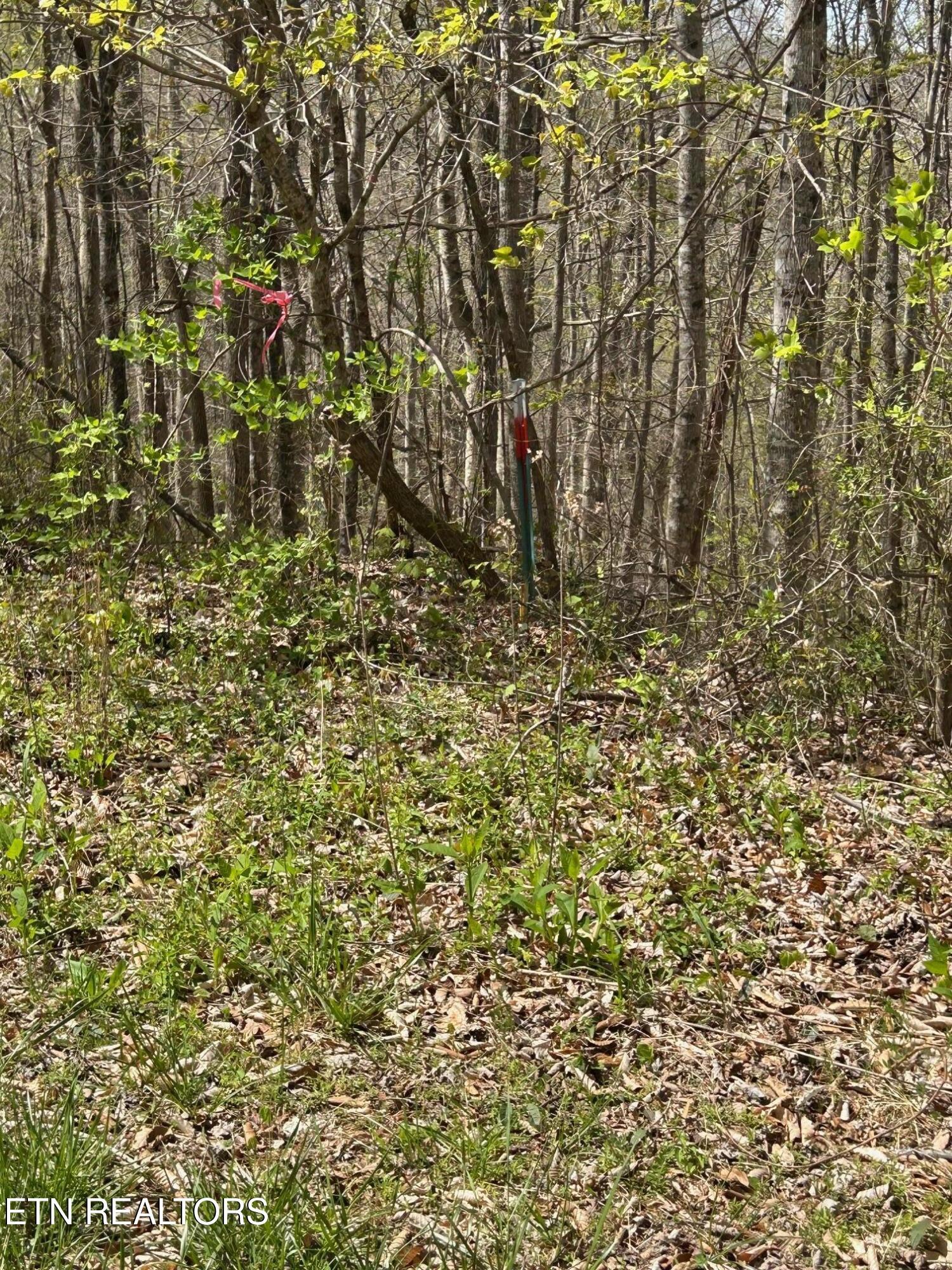 Norris Lake Real Estate - Image# 1