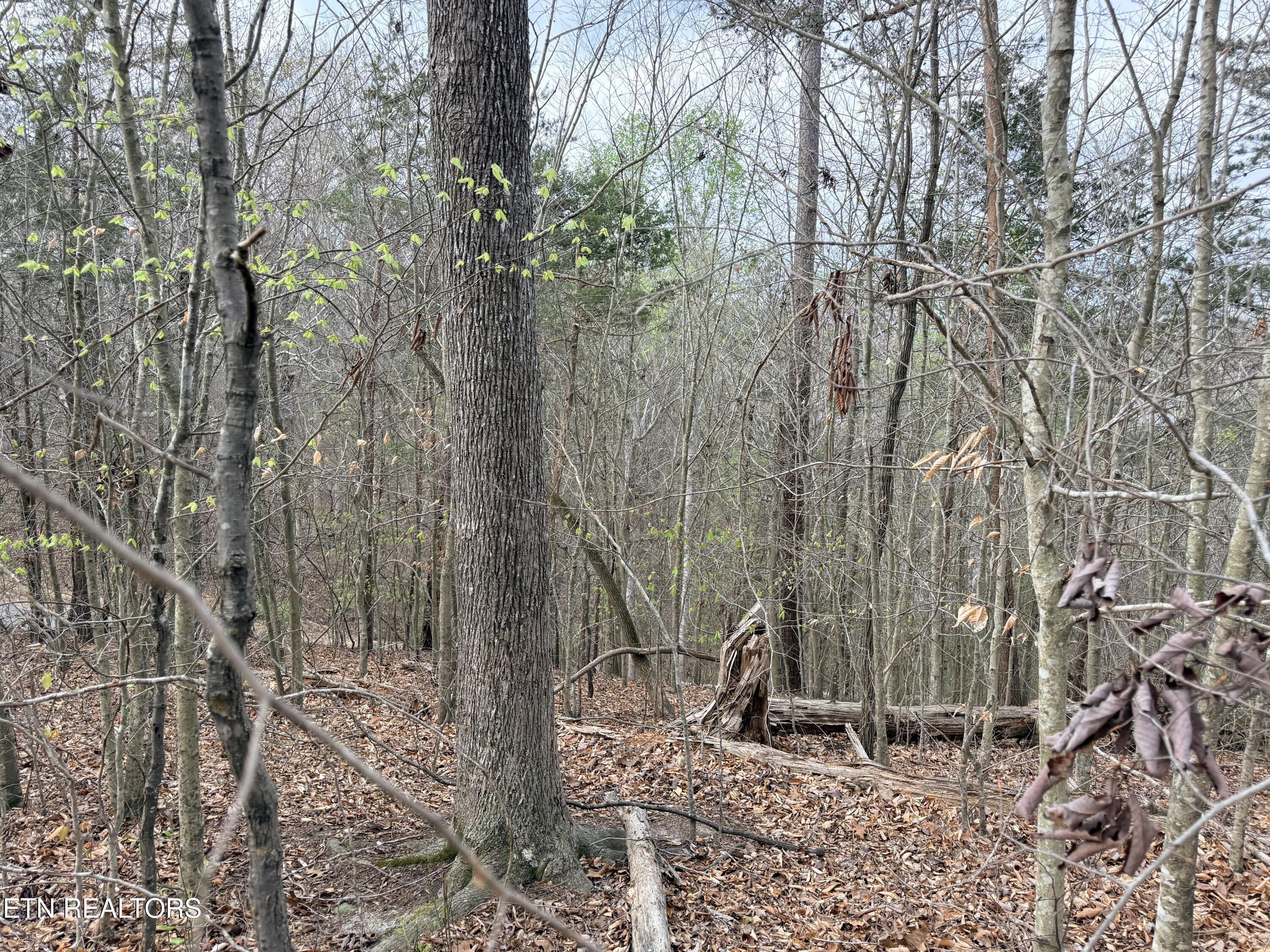 Lot 77 Grandpas Ridge, Sharps Chapel, TN - Norris Lake Real Estate - Image# 15