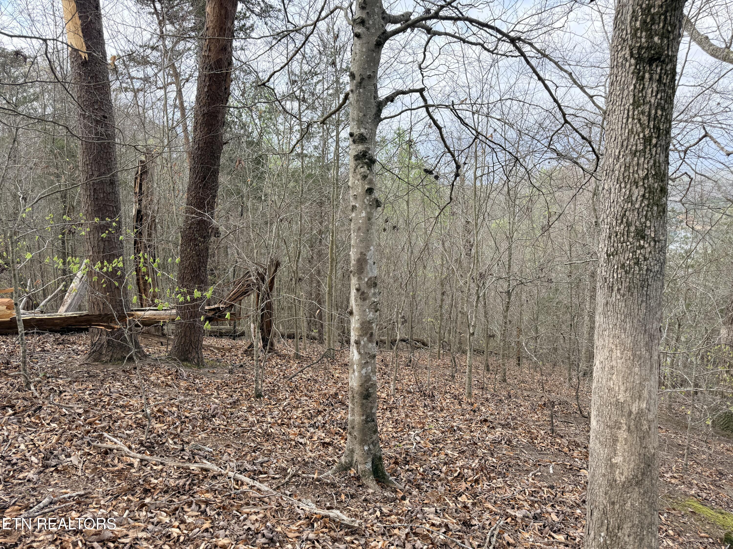 Lot 77 Grandpas Ridge, Sharps Chapel, TN - Norris Lake Real Estate - Image# 18