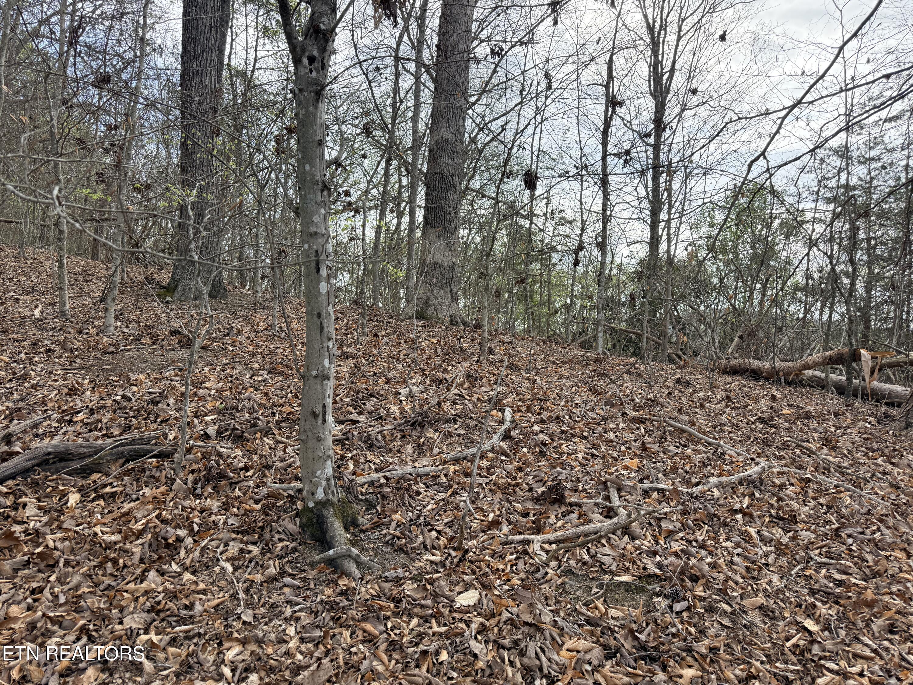 Lot 77 Grandpas Ridge, Sharps Chapel, TN - Norris Lake Real Estate - Image# 19
