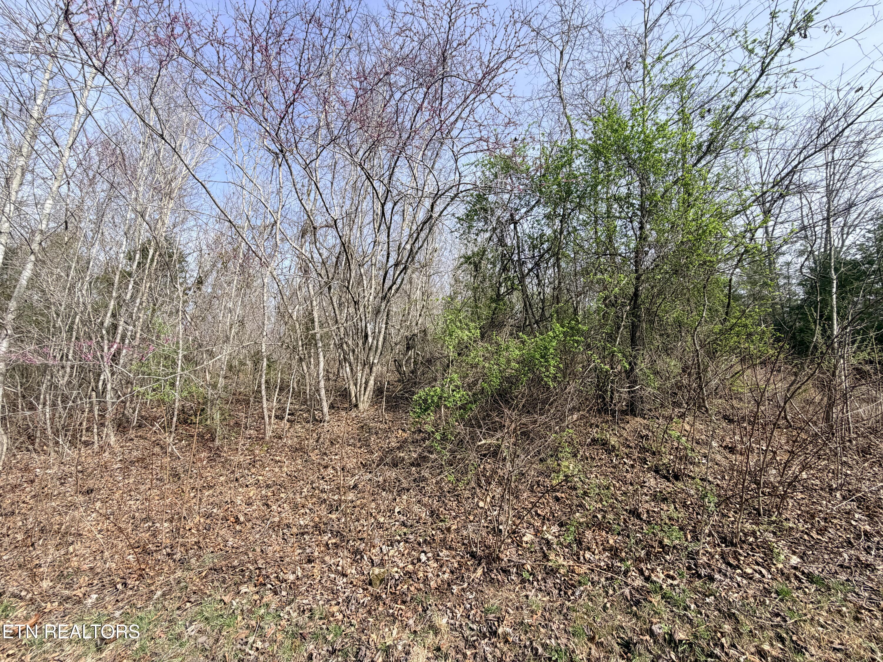 Lot 110 Harness Lane, Speedwell, TN - Norris Lake Real Estate - Image# 11