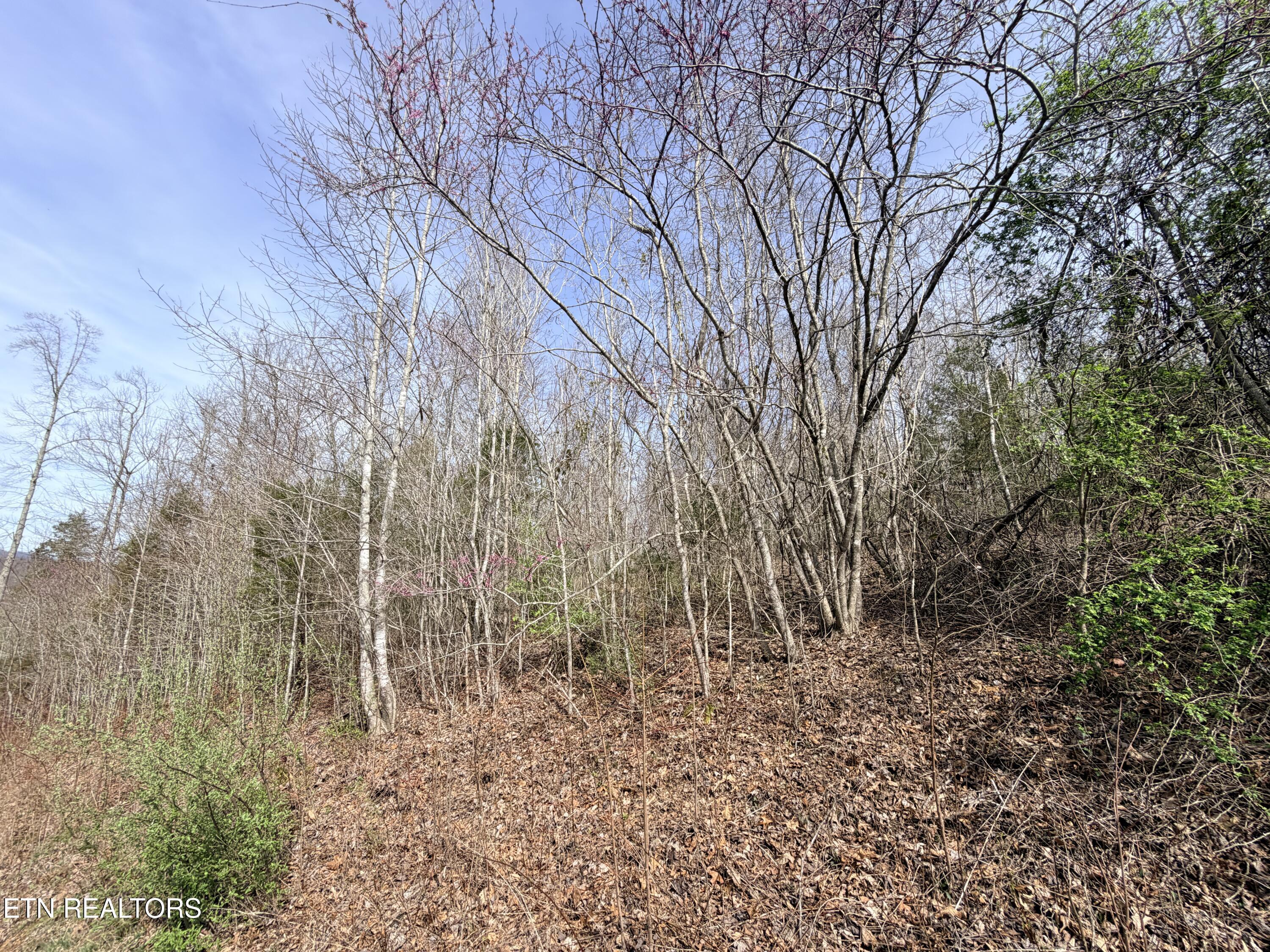 Lot 110 Harness Lane, Speedwell, TN - Norris Lake Real Estate - Image# 12