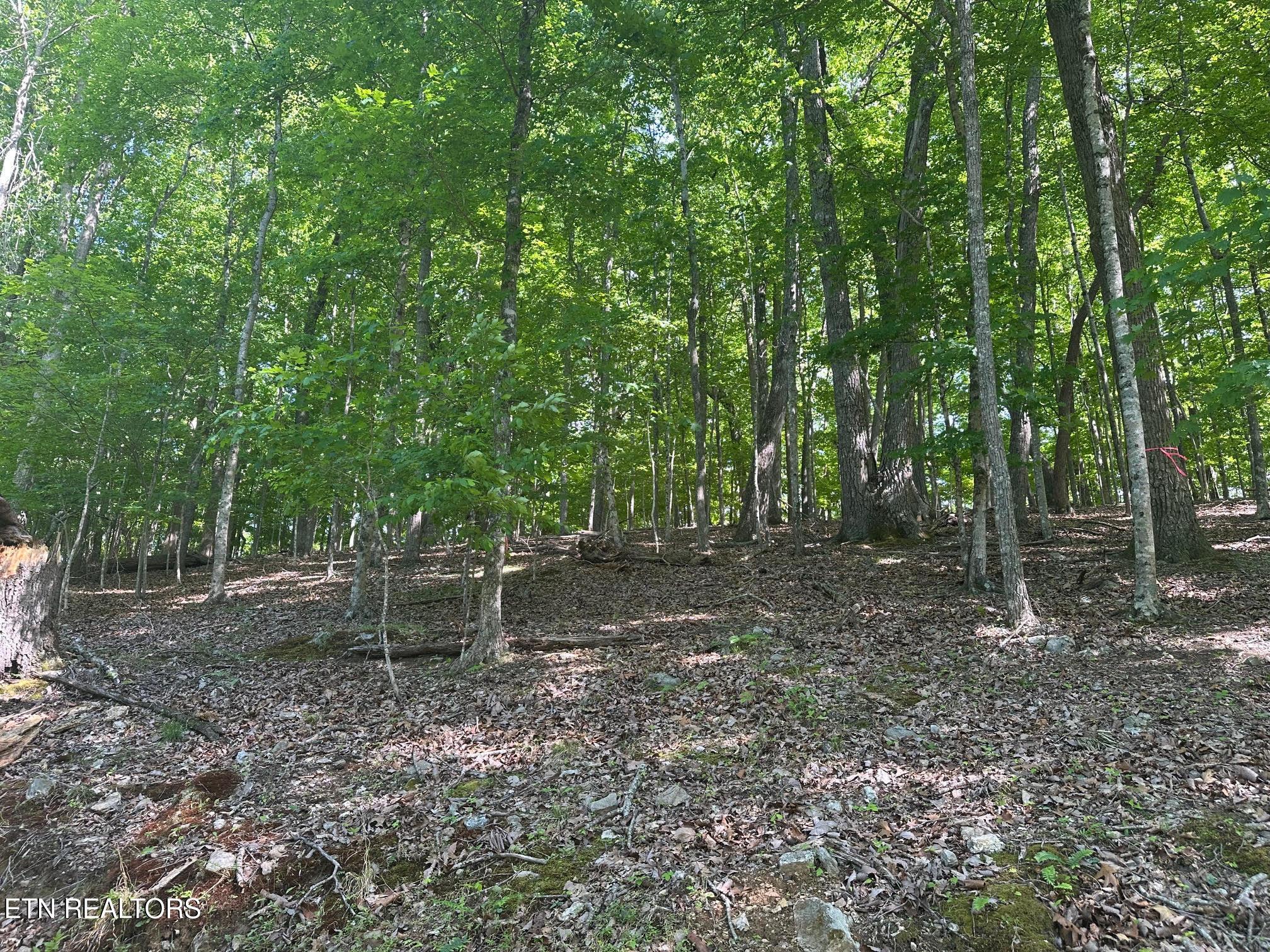 490 Fox Ridge Lane, Caryville, TN - Norris Lake Real Estate - Image# 8