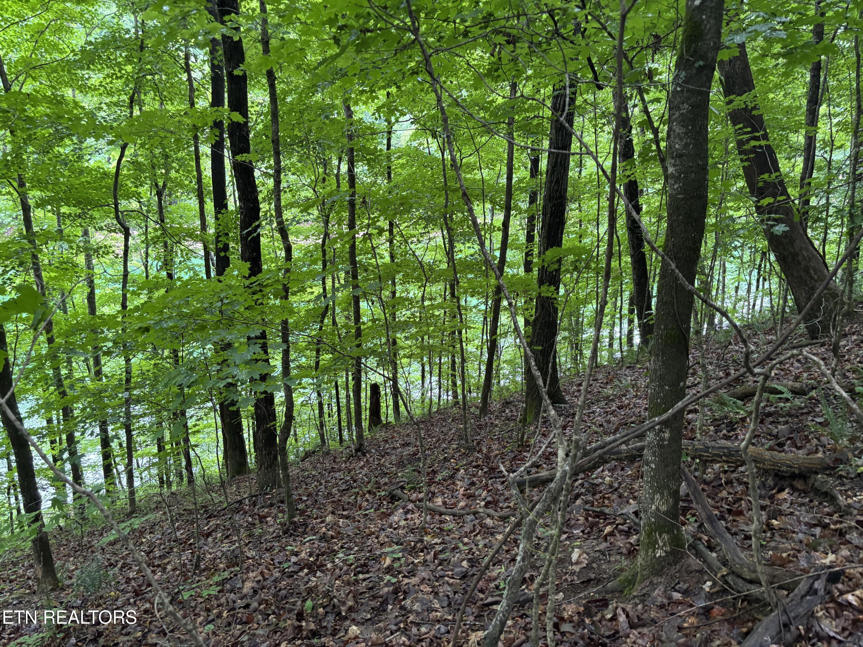 Lakemont Lane, Caryville, TN - Norris Lake Real Estate - Image# 5