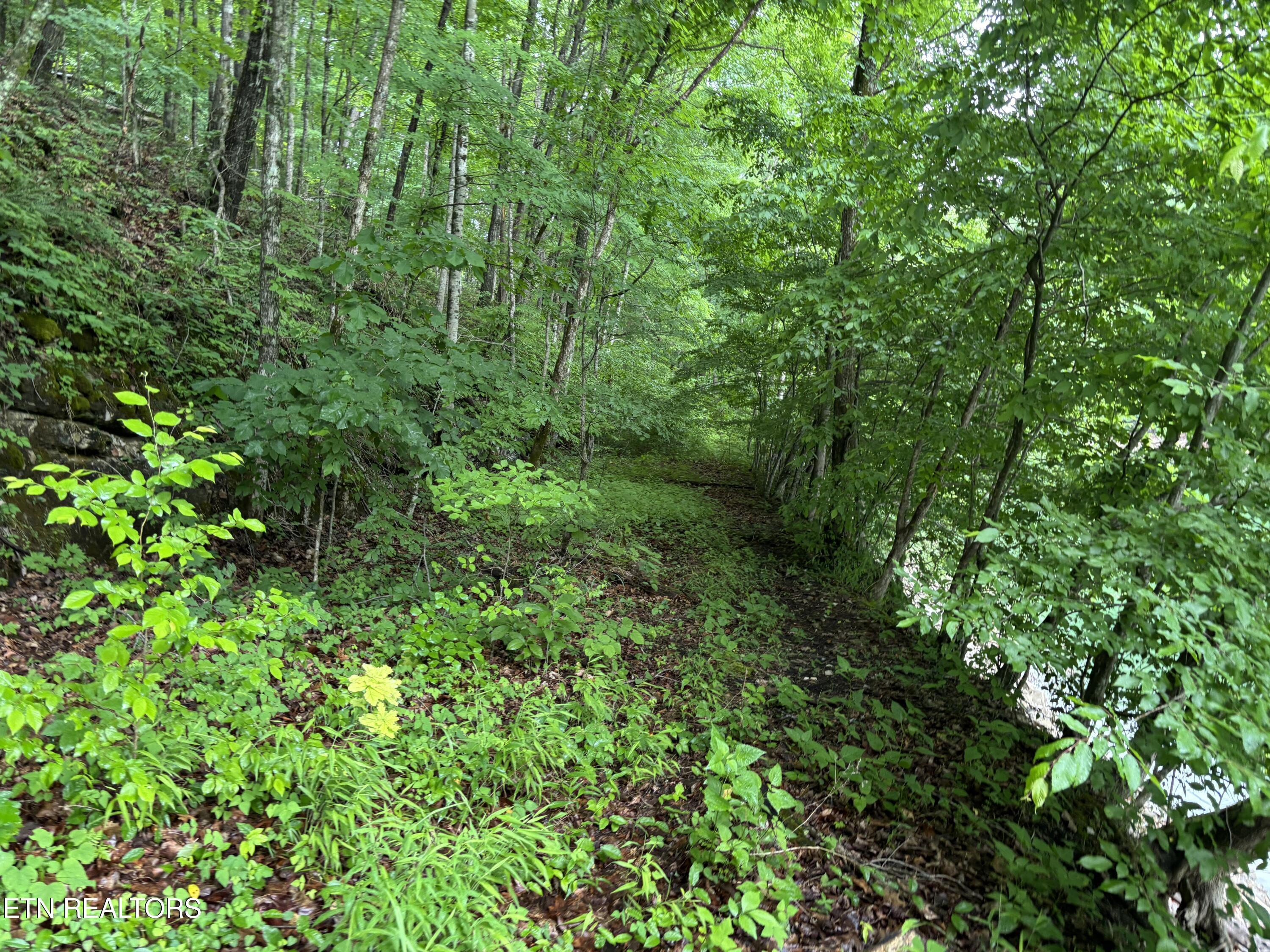 Lakemont Lane, Caryville, TN - Norris Lake Real Estate - Image# 6