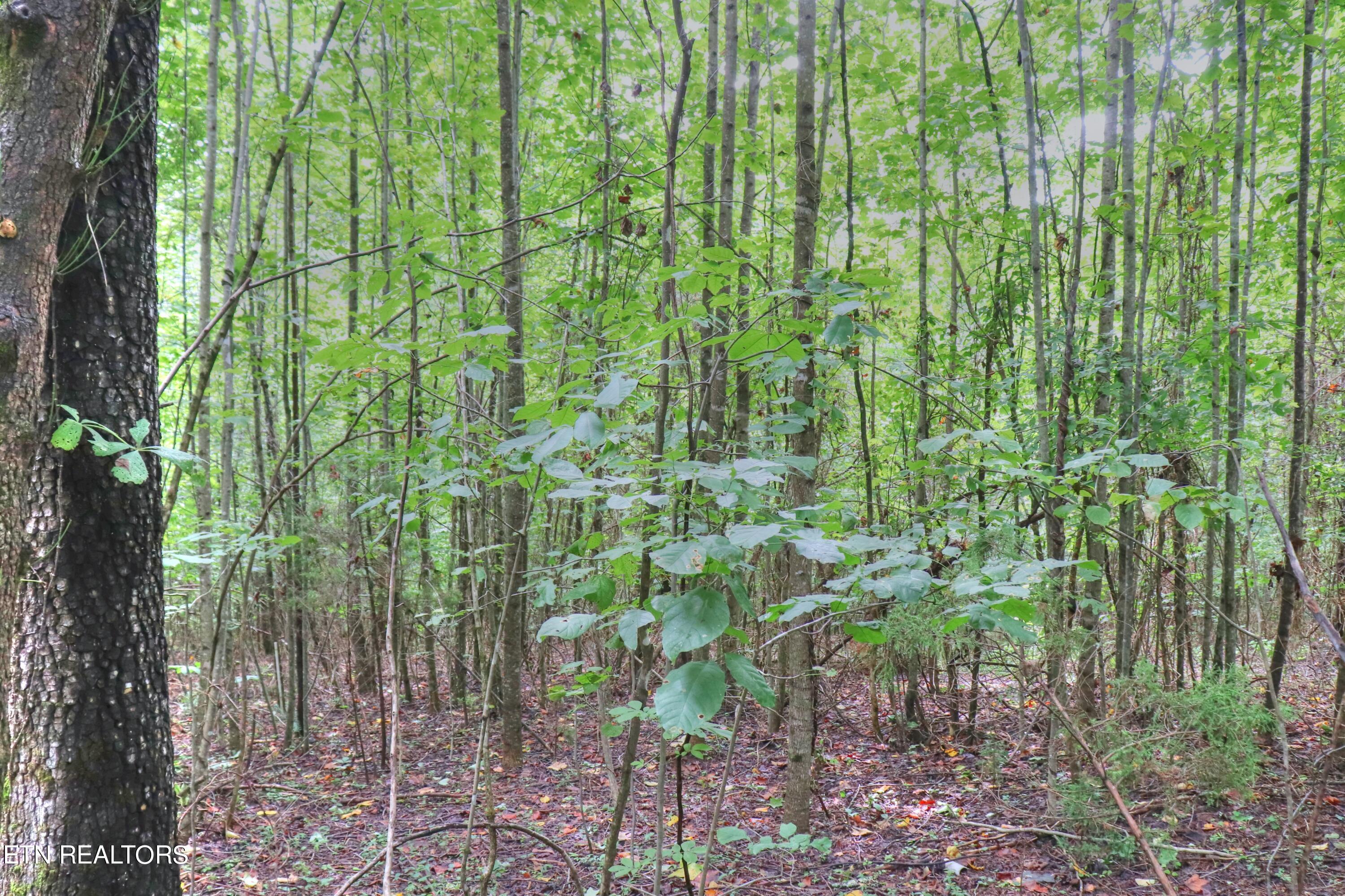 Lot 432 Beryl Court, New Tazewell, TN - Norris Lake Real Estate - Image# 5
