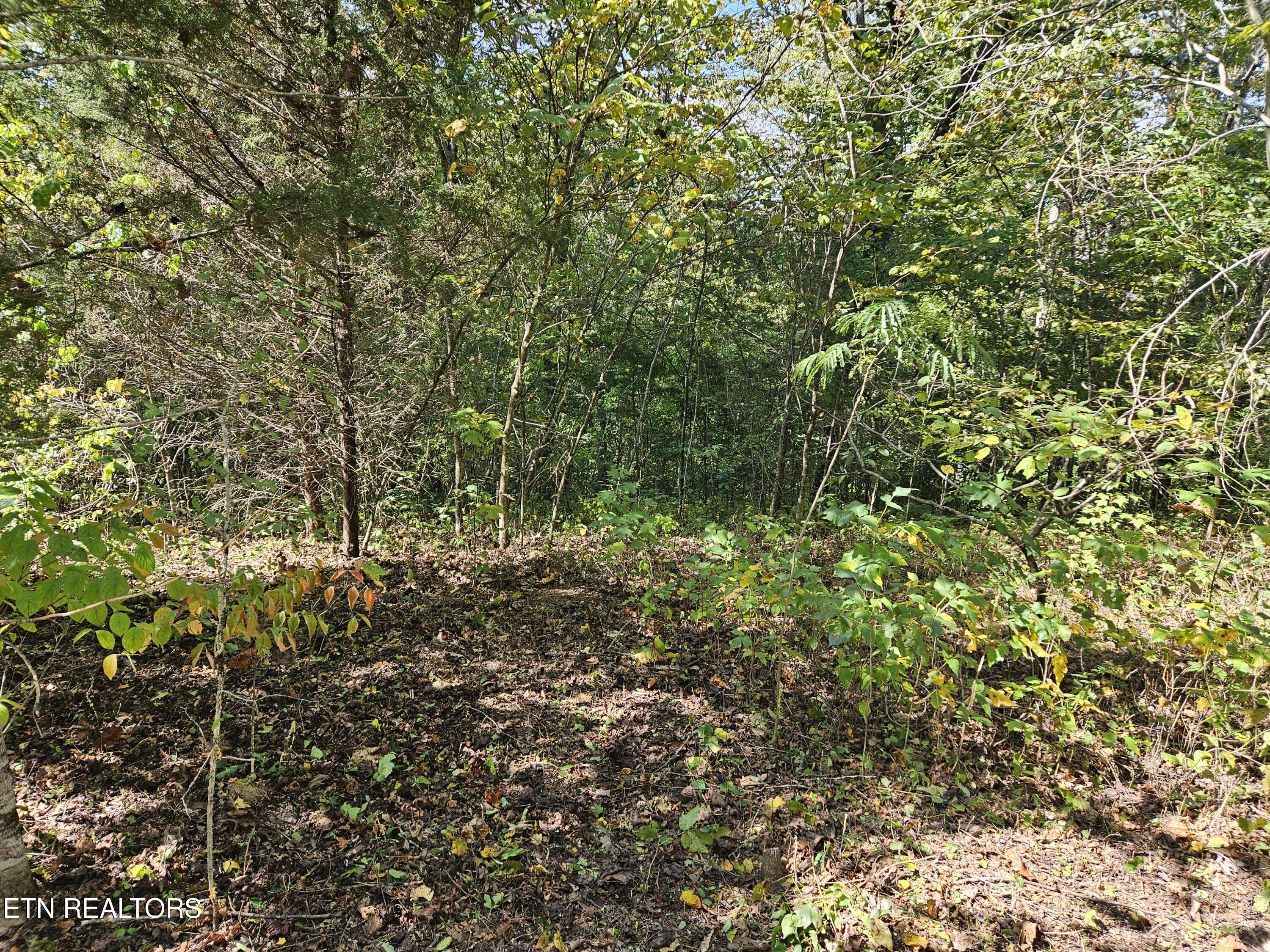 Norris Lake Real Estate - Image# 7
